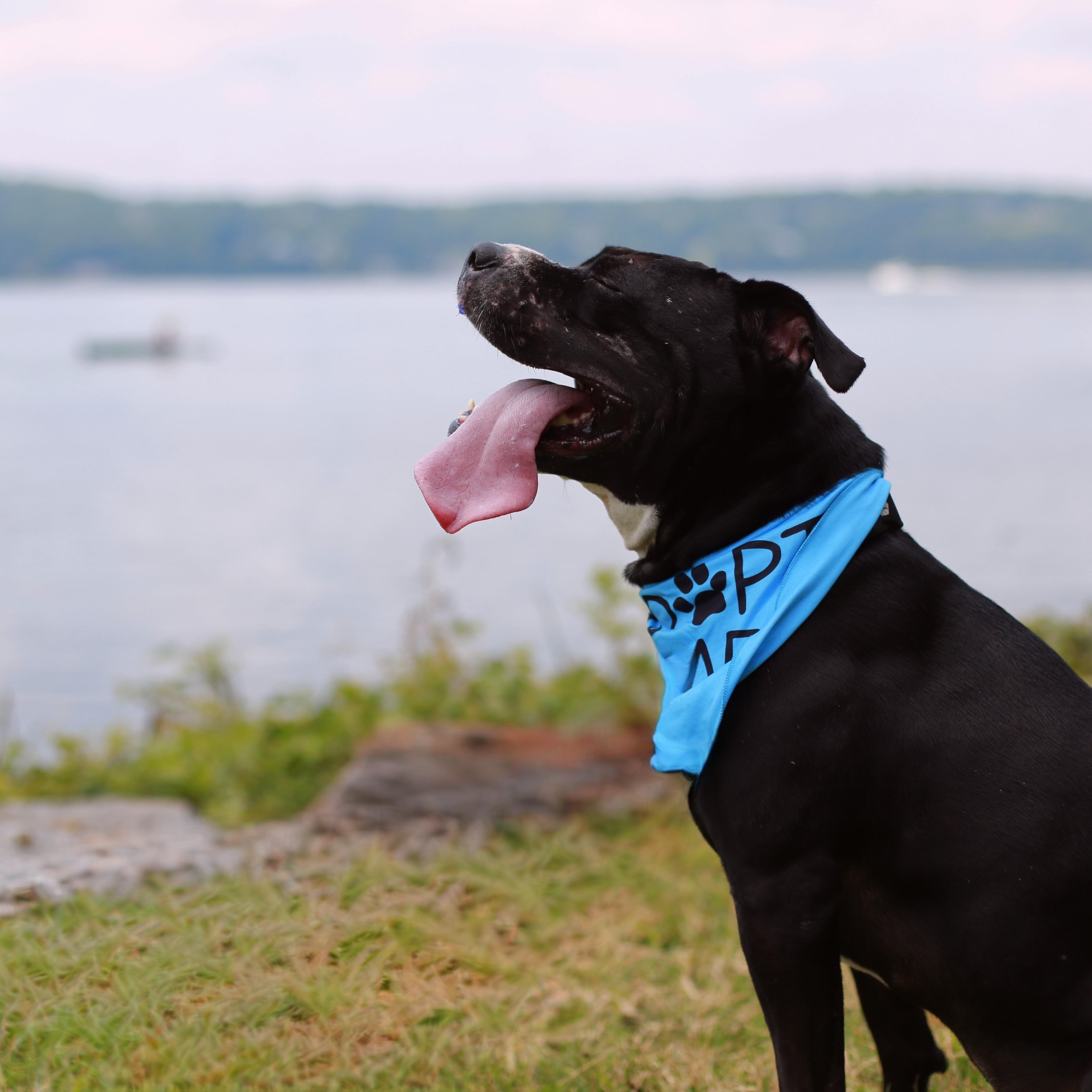 Mickey, a Adoptable mixed breed in Hartford, CT image 4/6