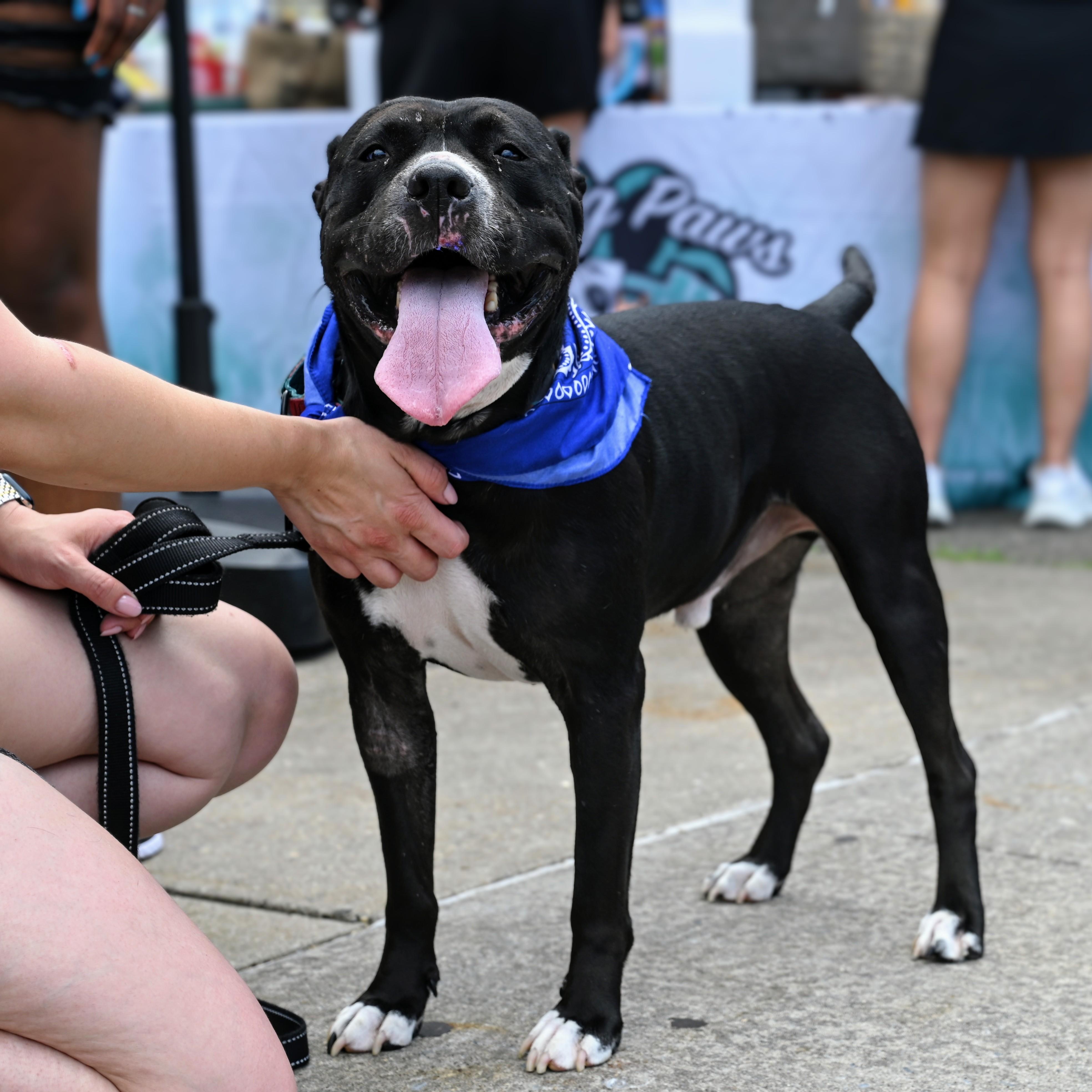 Mickey, a Adoptable mixed breed in Hartford, CT image 2/6