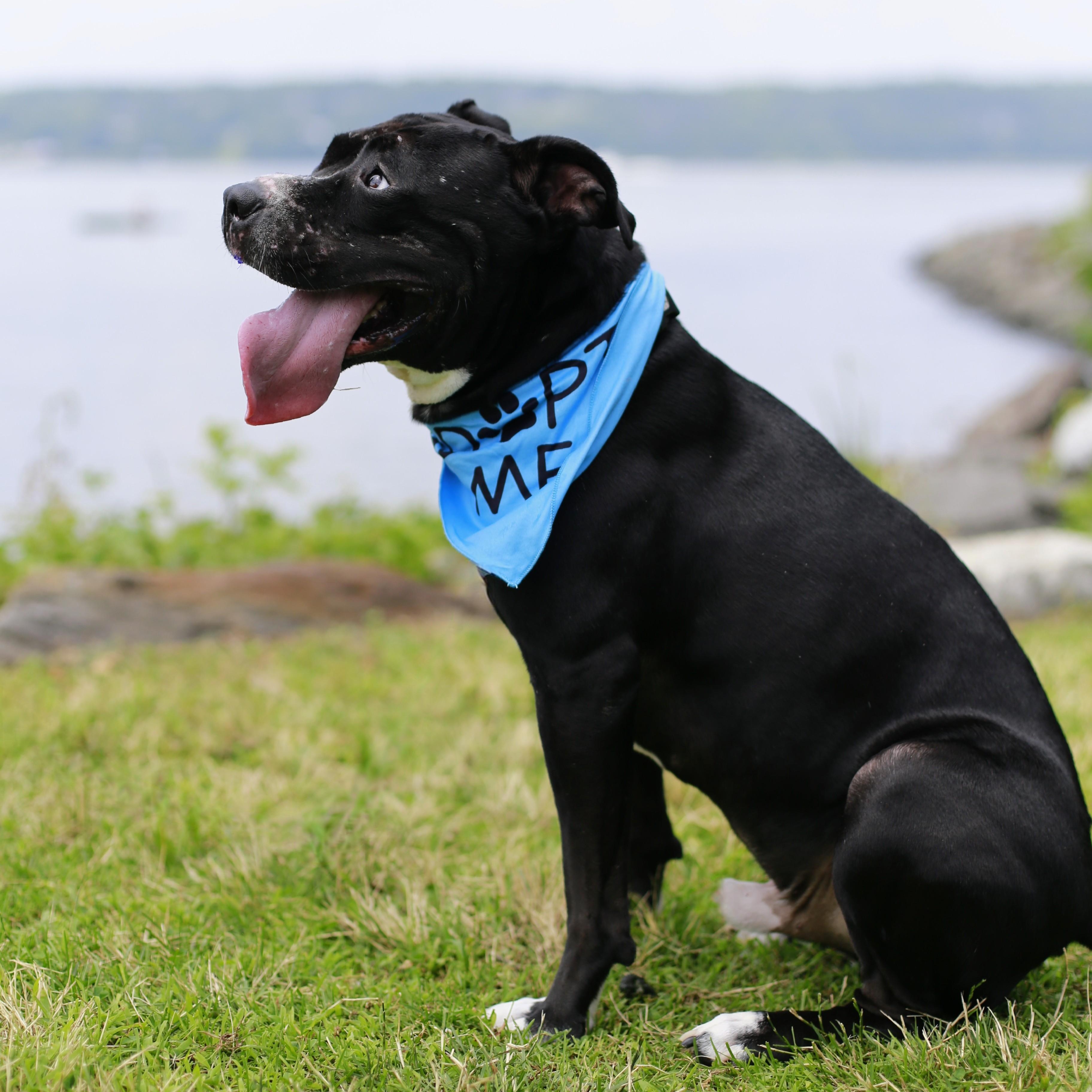 Mickey, Adoptable, Young Male Pit Bull Terrier.