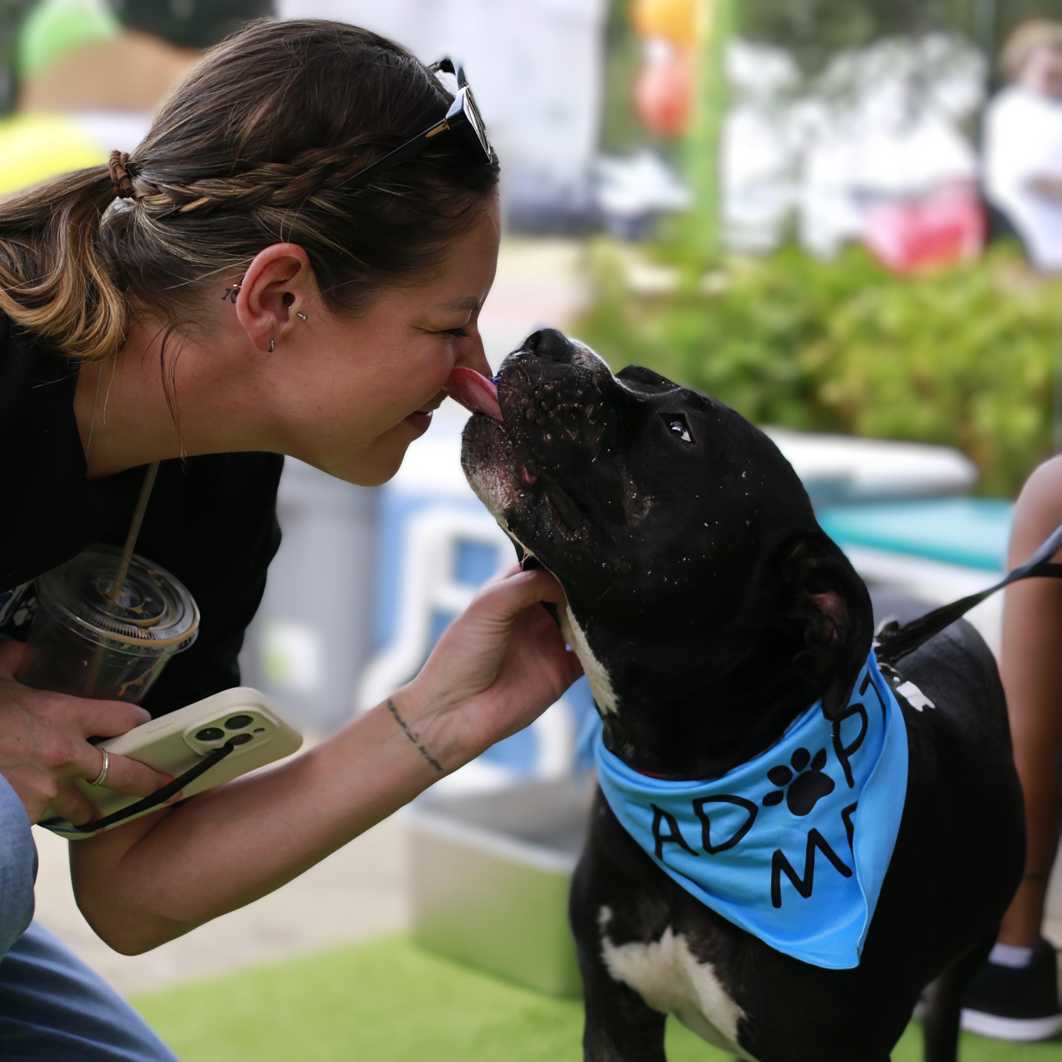Mickey, a Adoptable mixed breed in Hartford, CT image 3/6