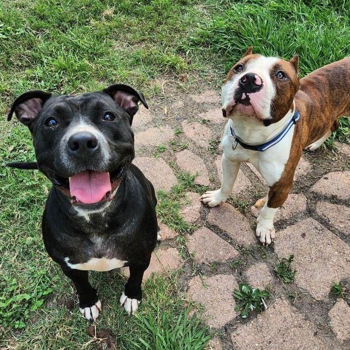 Mickey, a Adoptable mixed breed in Hartford, CT image 5/6