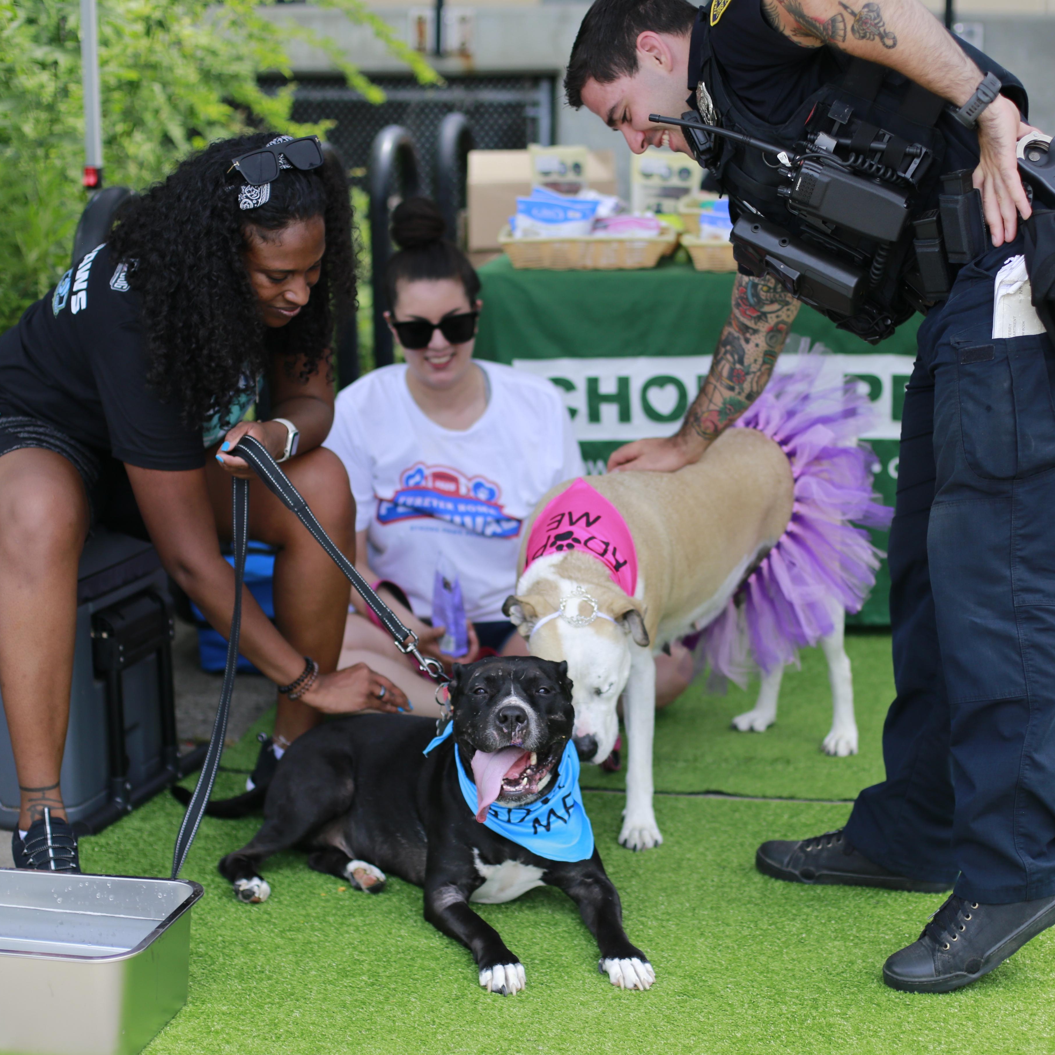 Mickey, a Adoptable mixed breed in Hartford, CT image 6/6