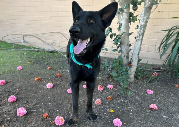 Enlarge Kojo, a Adoptable mixed breed in San Gabriel, CA image 1/6