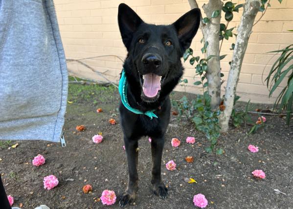 Enlarge Kojo, a Adoptable mixed breed in San Gabriel, CA image 2/6