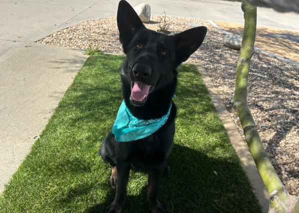 Enlarge Kojo, a Adoptable mixed breed in San Gabriel, CA image 3/6