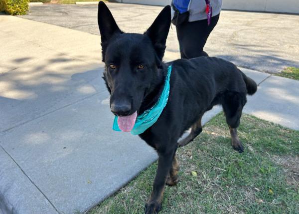 Enlarge Kojo, a Adoptable mixed breed in San Gabriel, CA image 4/6