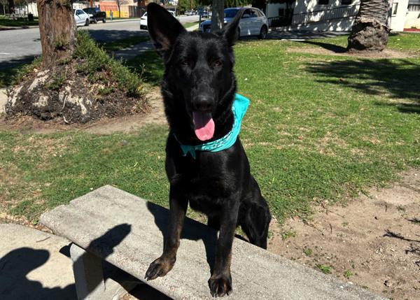 Enlarge Kojo, a Adoptable mixed breed in San Gabriel, CA image 5/6