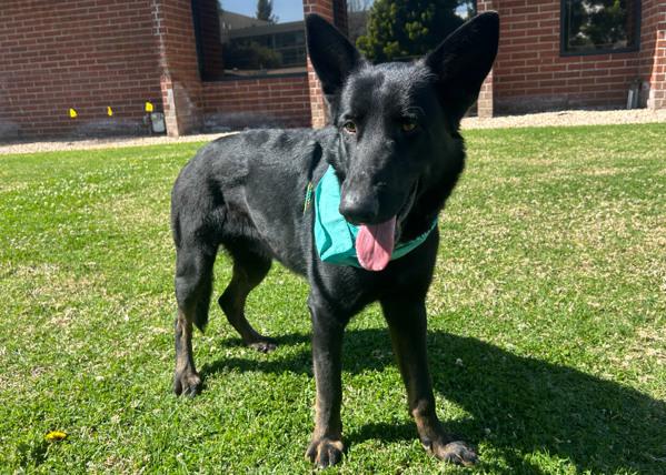 Enlarge Kojo, a Adoptable mixed breed in San Gabriel, CA image 6/6