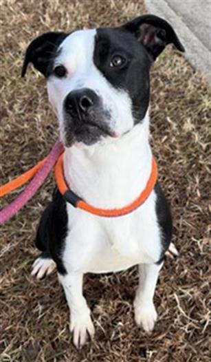 Enlarge SAMPSON, a Adoptable Mixed Breed in Newton, NC image 1/1