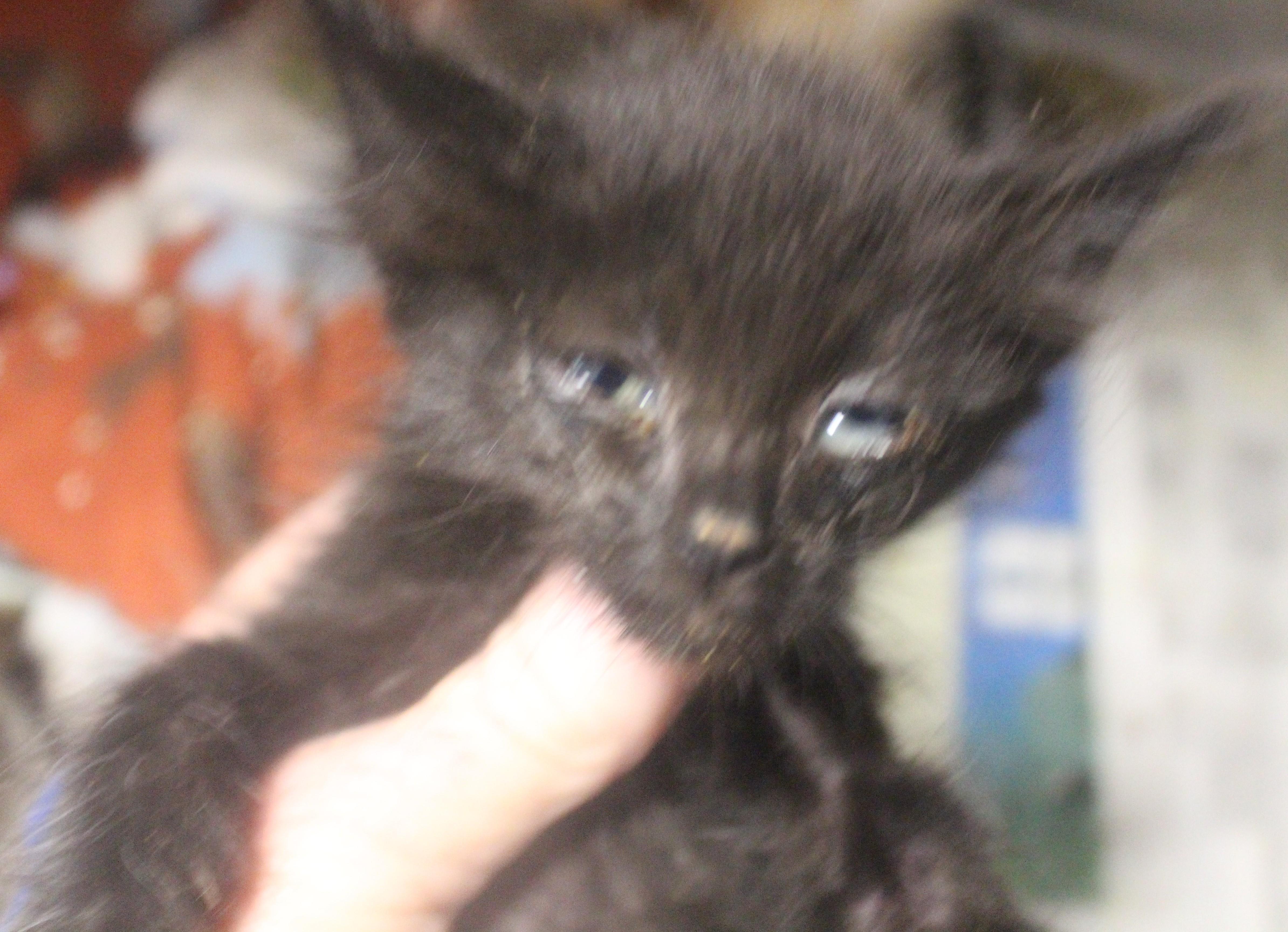 Enlarge Cedar, a ADOPTABLE mixed breed in Wasco, CA image 1/1