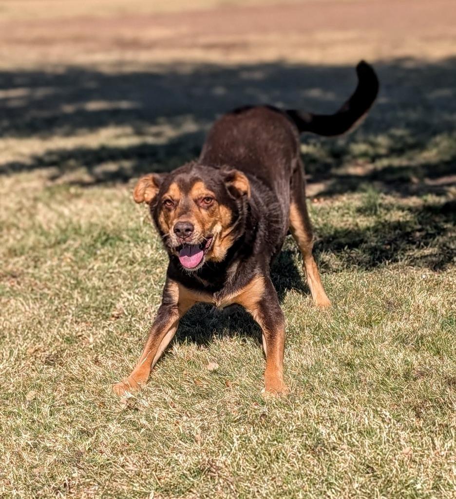 Enlarge Hix, a Adoptable mixed breed in Arlington, TX image 1/6