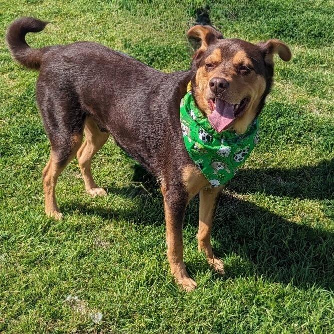 Enlarge Hix, a Adoptable mixed breed in Arlington, TX image 2/5