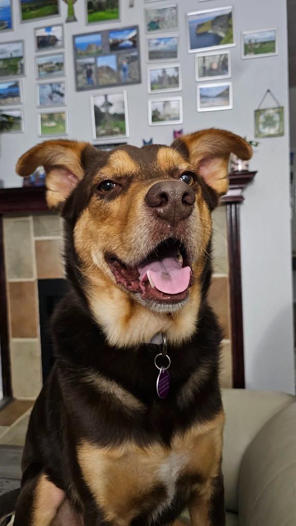 Enlarge Hix, a Adoptable mixed breed in Arlington, TX image 3/5