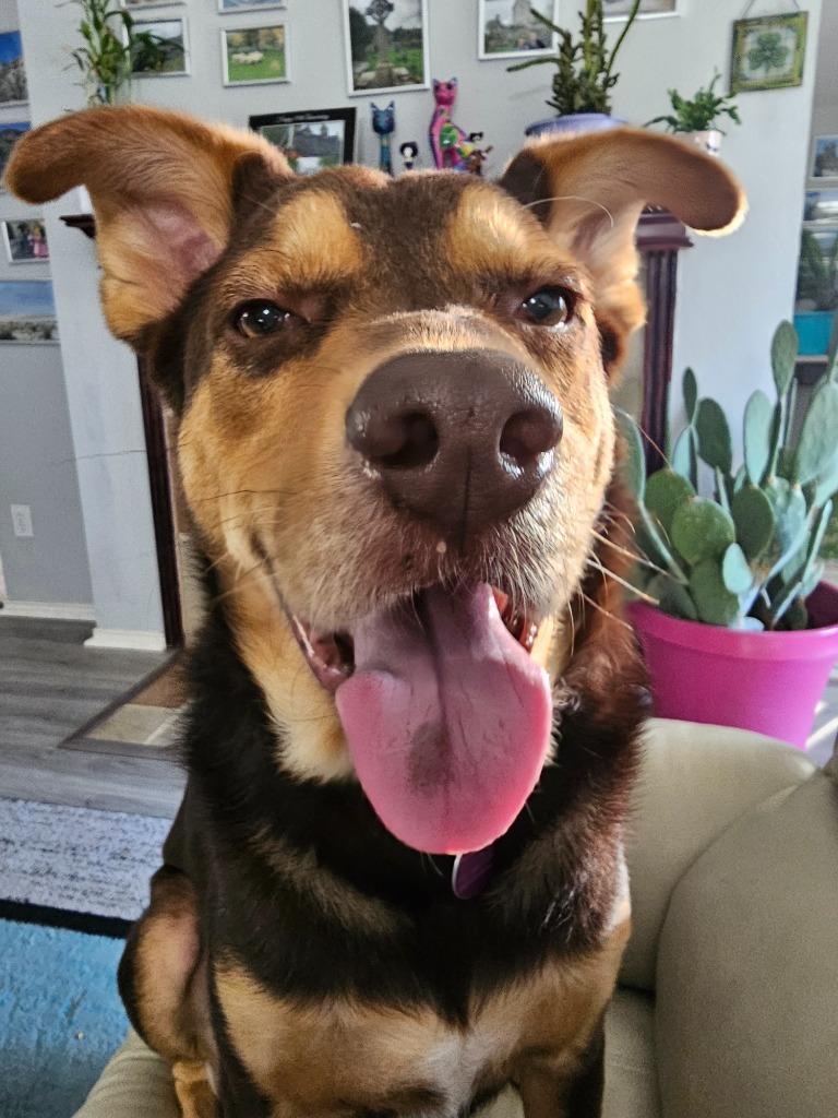 Enlarge Hix, a Adoptable mixed breed in Arlington, TX image 3/5