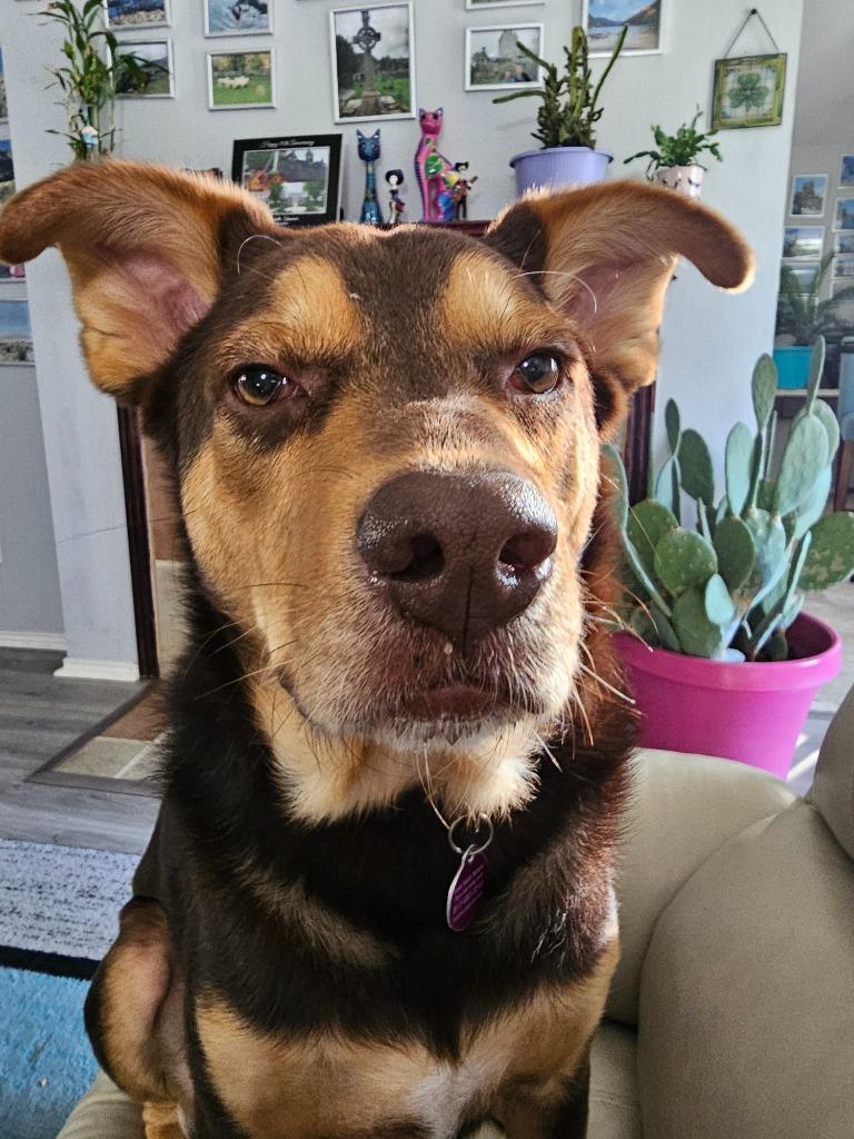 Enlarge Hix, a Adoptable mixed breed in Arlington, TX image 4/5