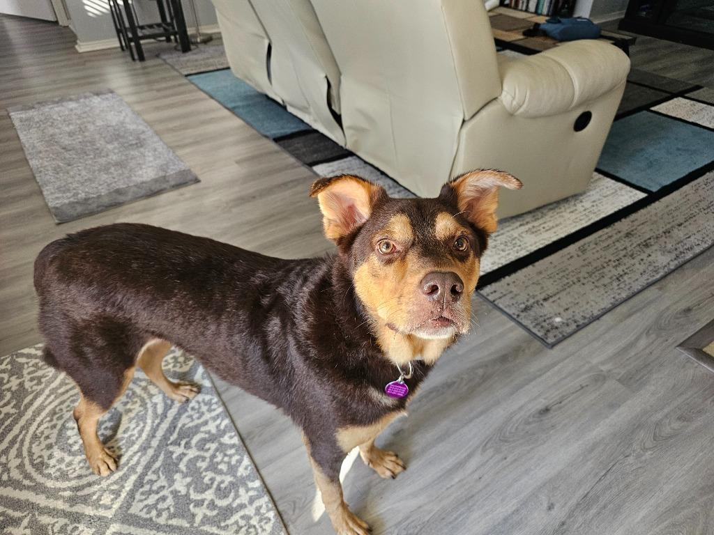 Enlarge Hix, a Adoptable mixed breed in Arlington, TX image 5/5