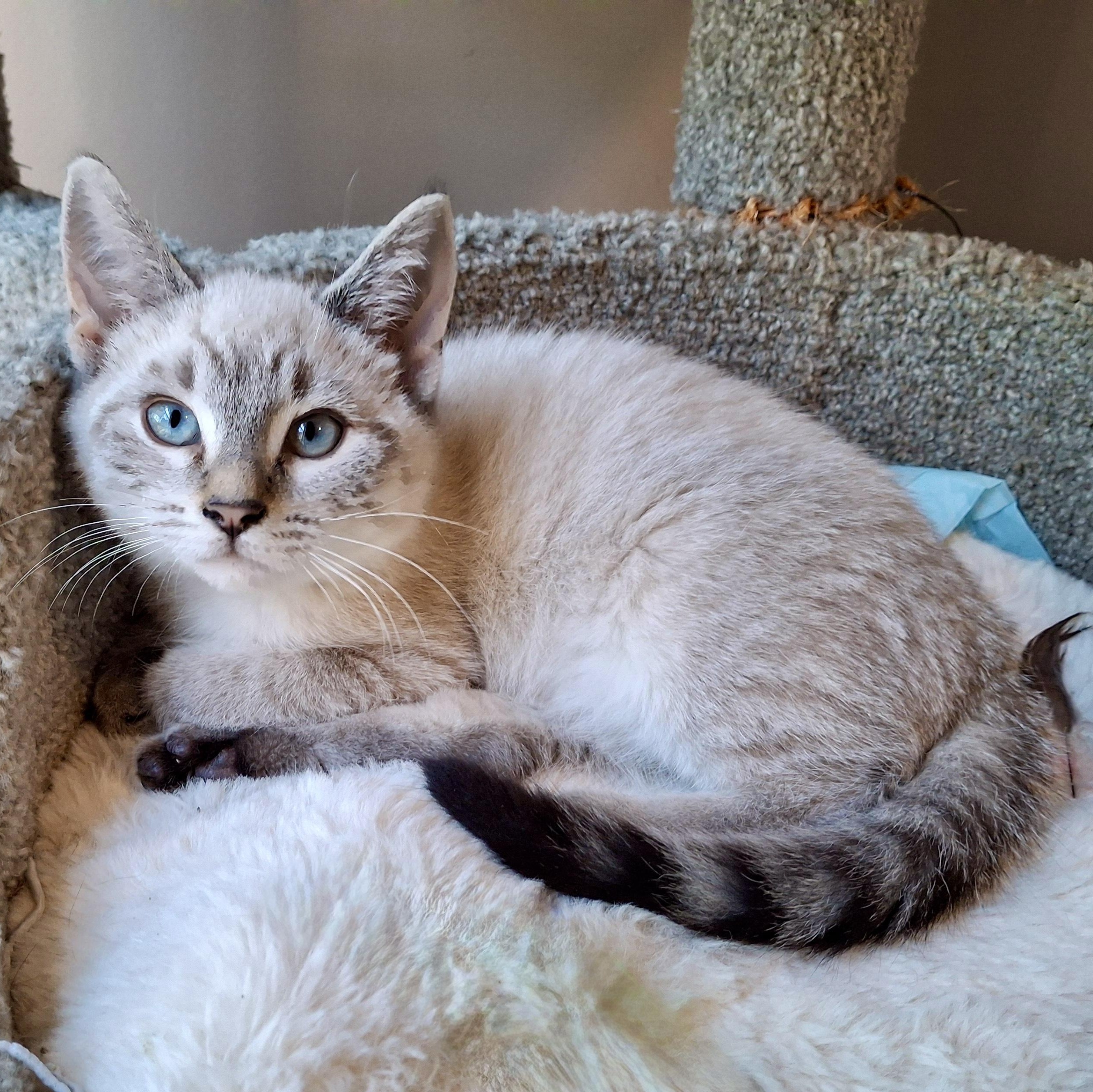 Snow Globe, a ADOPTABLE mixed breed in Apex, NC image 1/3