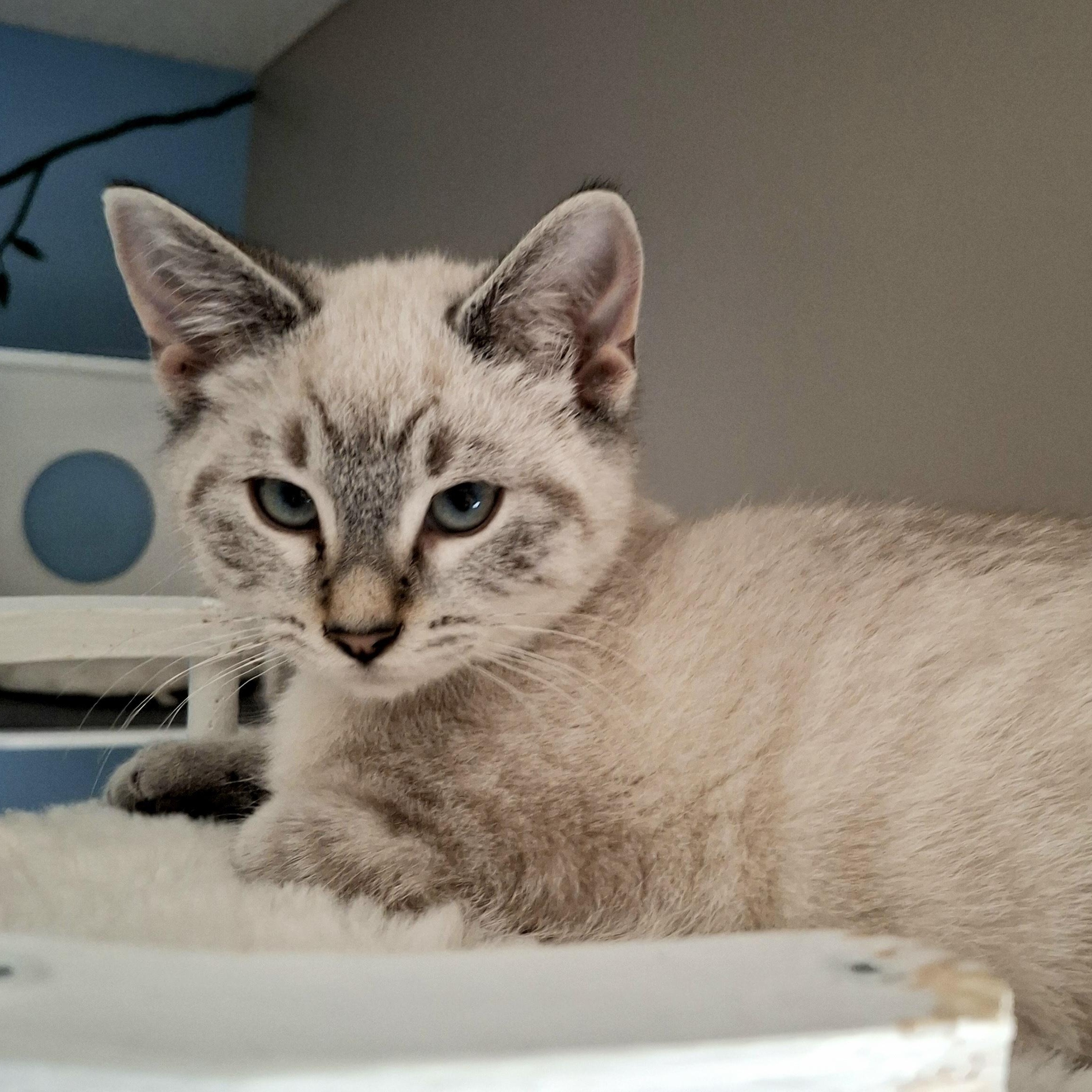 Snow Globe, a ADOPTABLE mixed breed in Apex, NC image 2/3