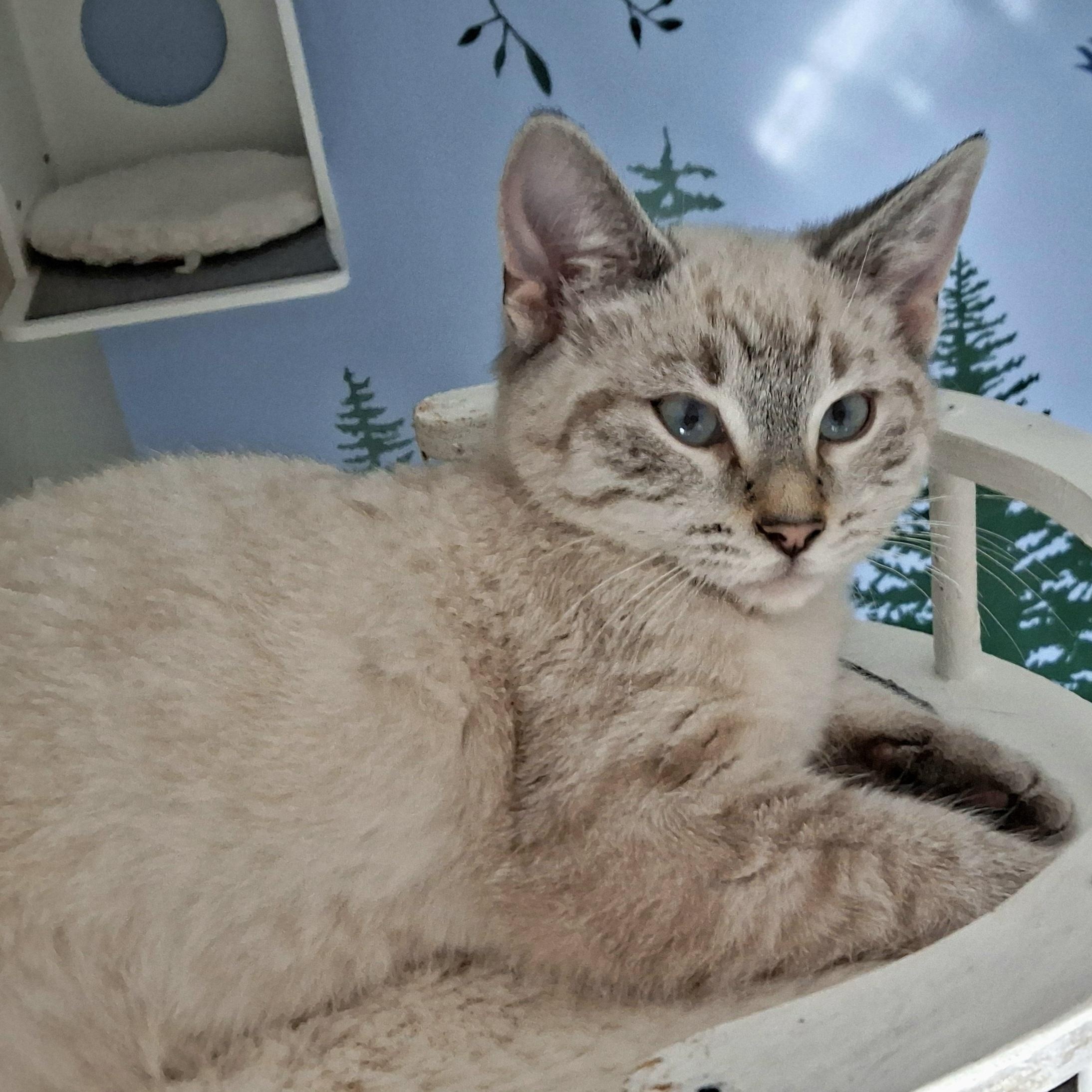 Snow Globe, a ADOPTABLE mixed breed in Apex, NC image 3/3