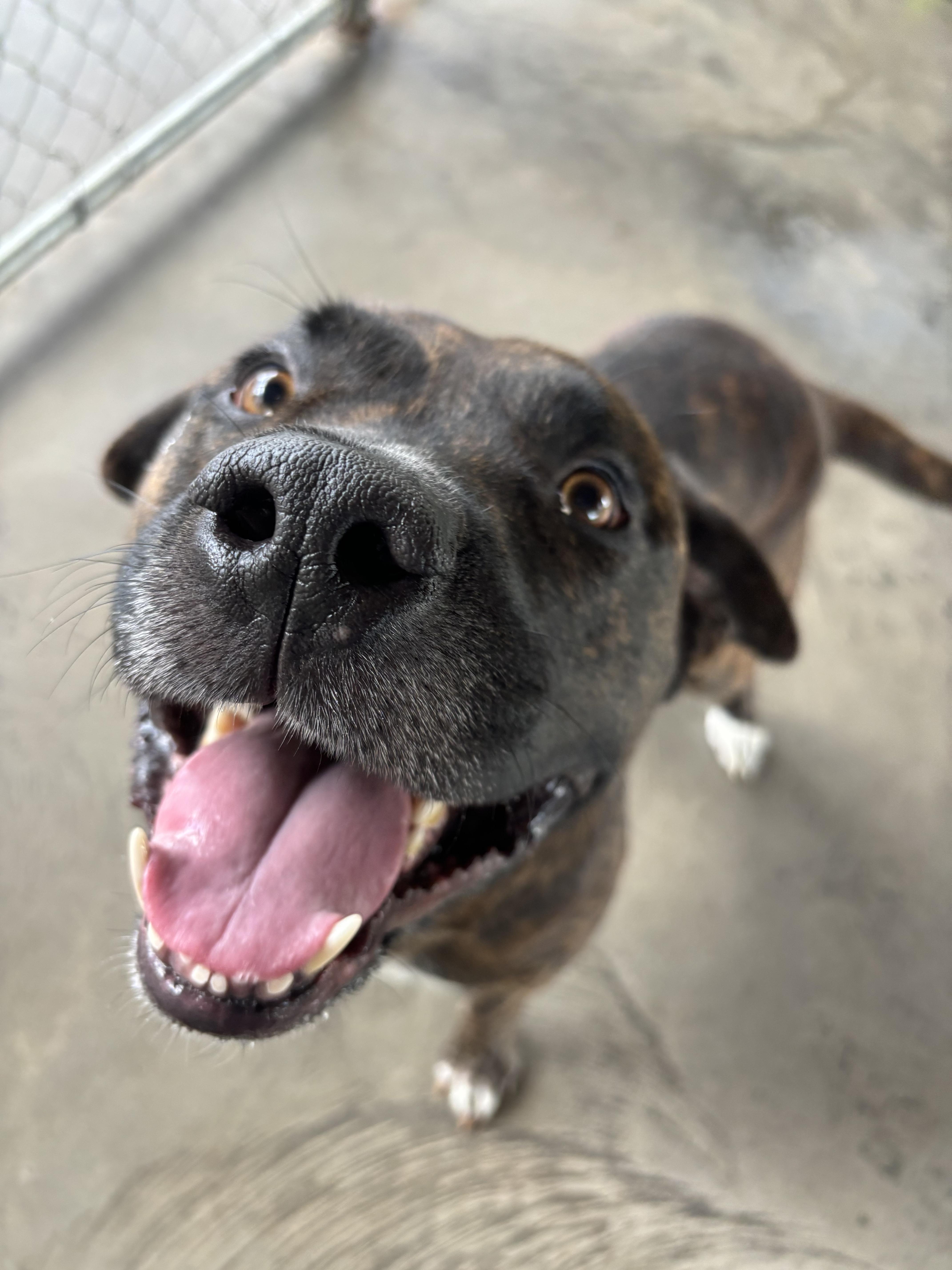 Buddy, a ADOPTABLE mixed breed in Edinburg, VA image 2/4