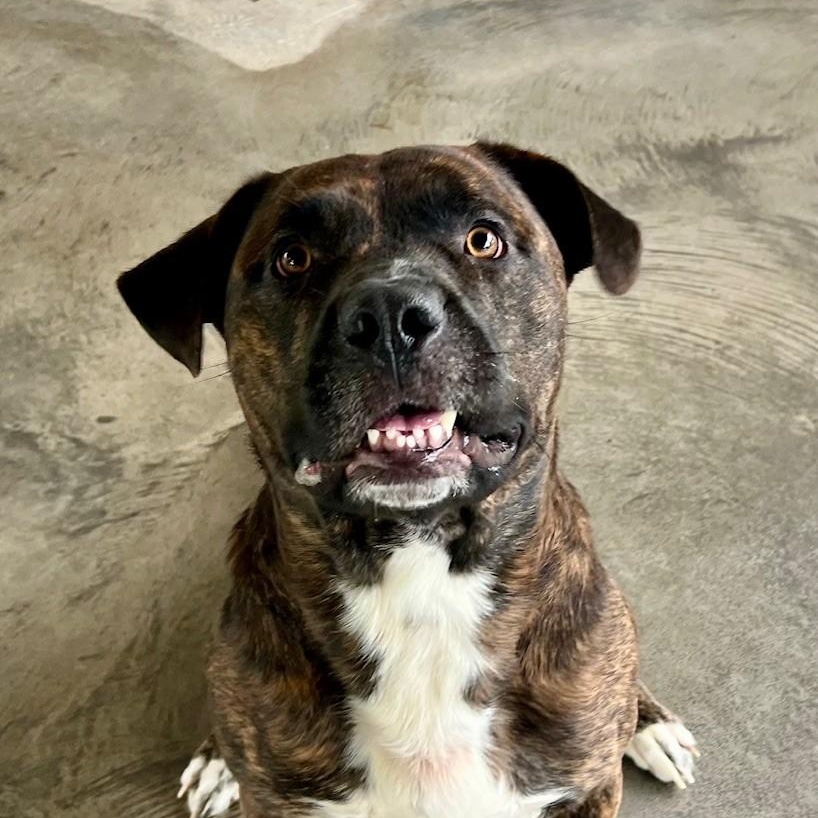 Enlarge Buddy, a ADOPTABLE mixed breed in Edinburg, VA image 1/6