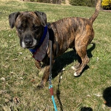 Enlarge Buddy, a ADOPTABLE mixed breed in Edinburg, VA image 5/6