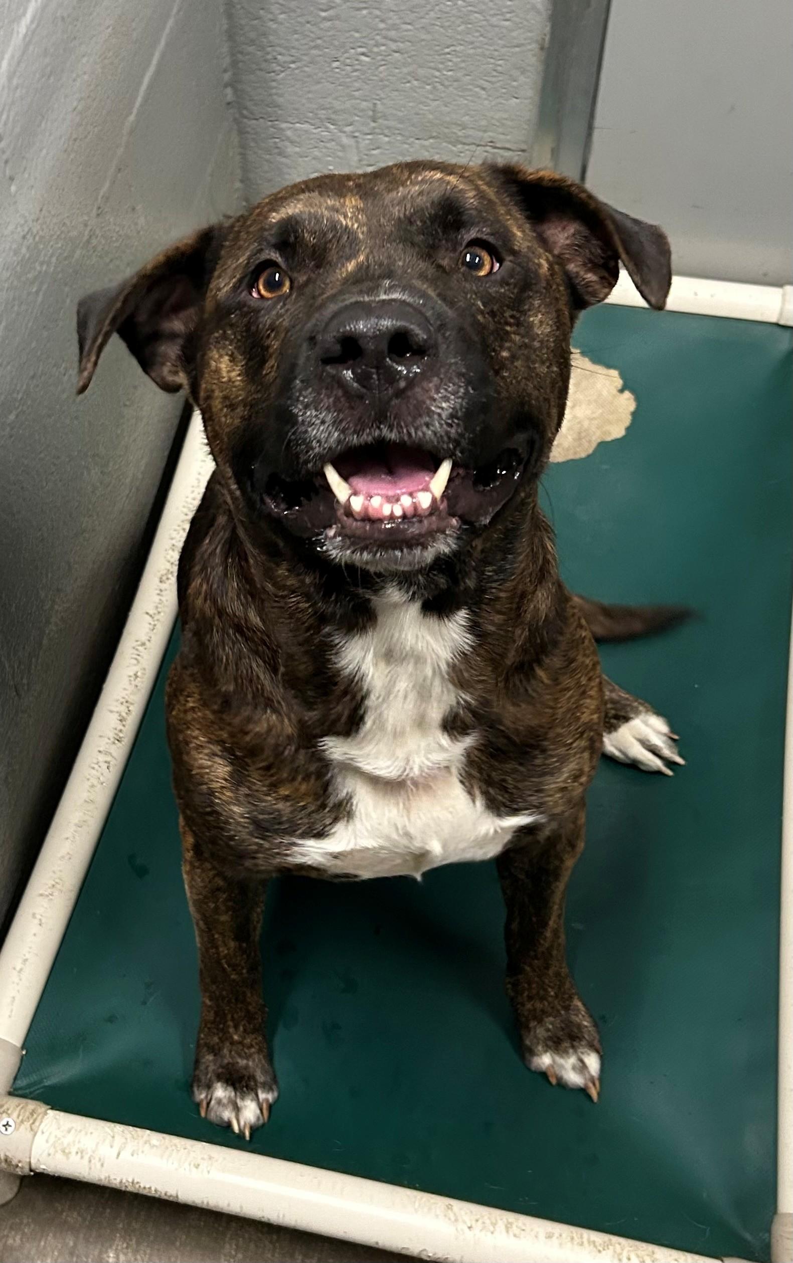 Buddy, a ADOPTABLE mixed breed in Edinburg, VA image 3/4