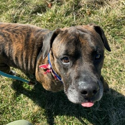 Enlarge Buddy, a ADOPTABLE mixed breed in Edinburg, VA image 6/6