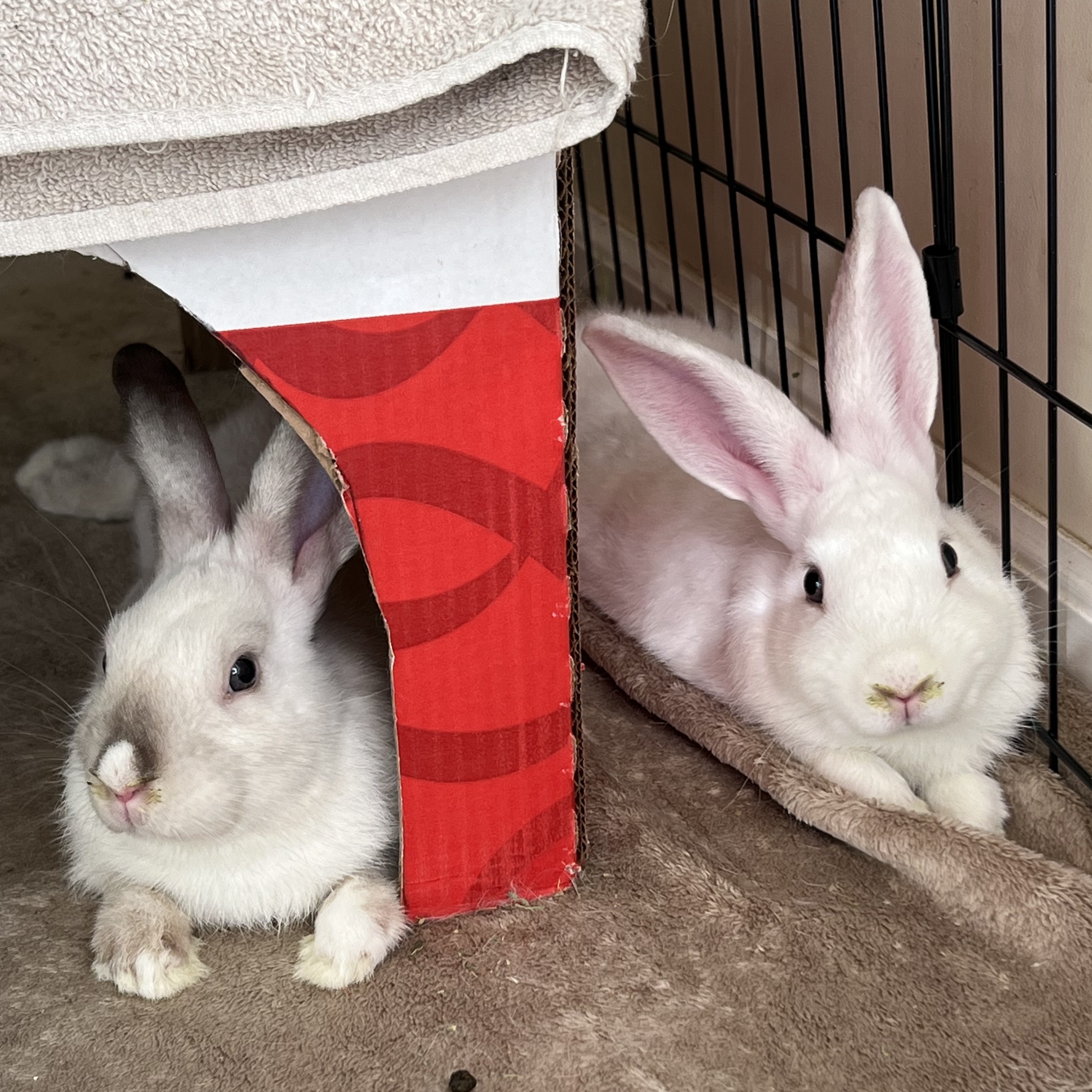 Enlarge Picasso & Rembrandt (bonded brothers), a Adoptable New Zealand in Huntsville, AL image 5/6
