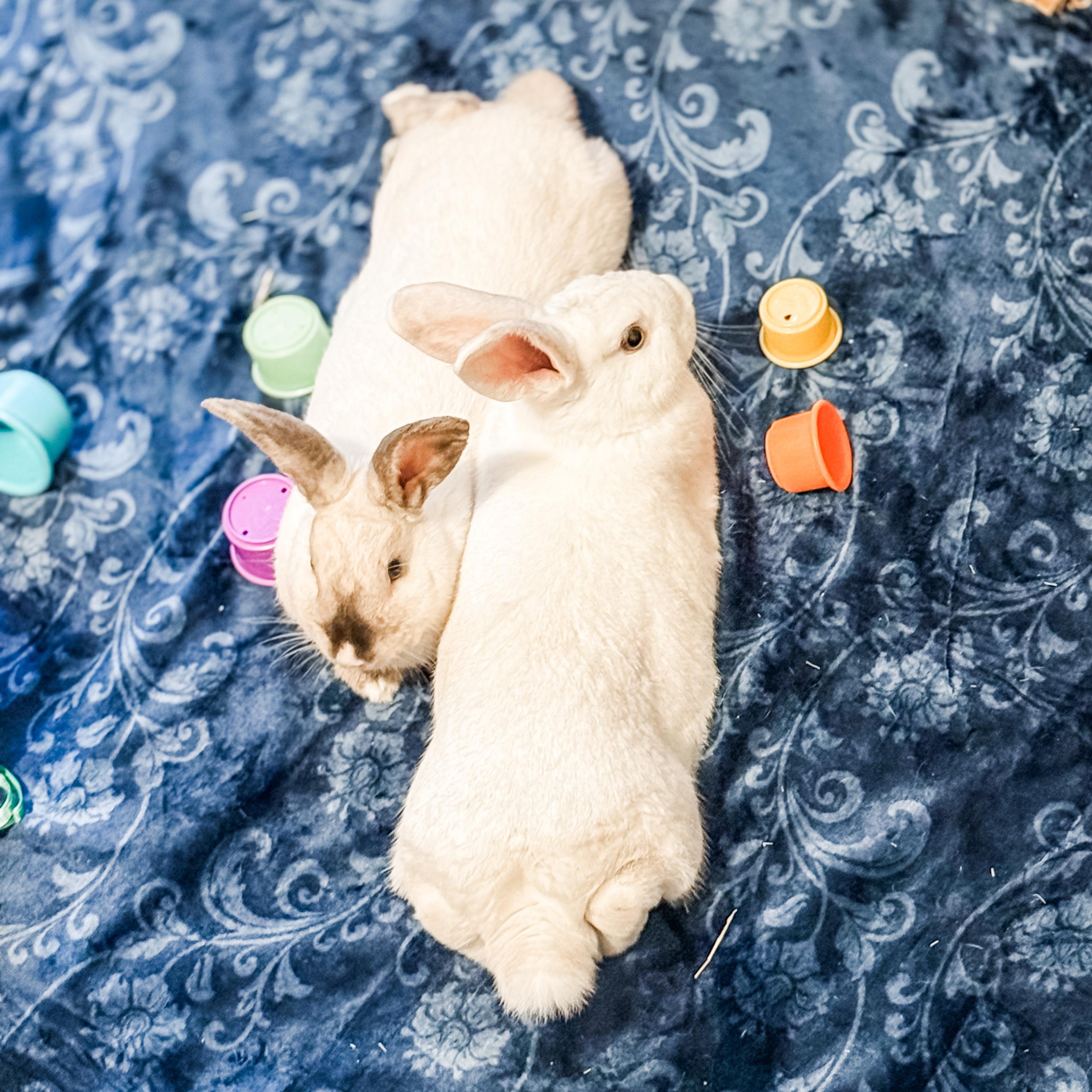 Enlarge Picasso & Rembrandt (bonded brothers), a Adoptable New Zealand in Huntsville, AL image 3/6