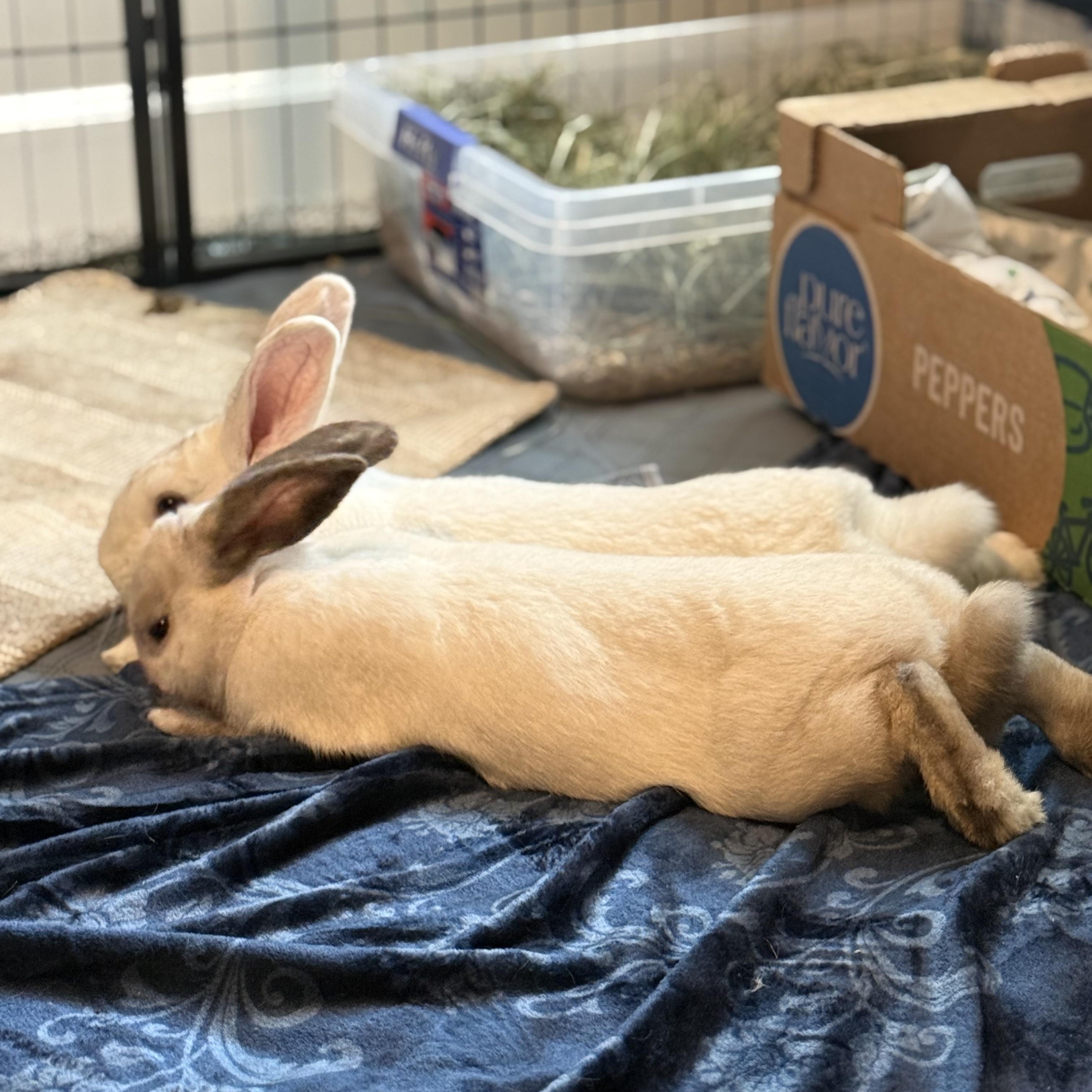 Enlarge Picasso & Rembrandt (bonded brothers), a Adoptable New Zealand in Huntsville, AL image 2/6