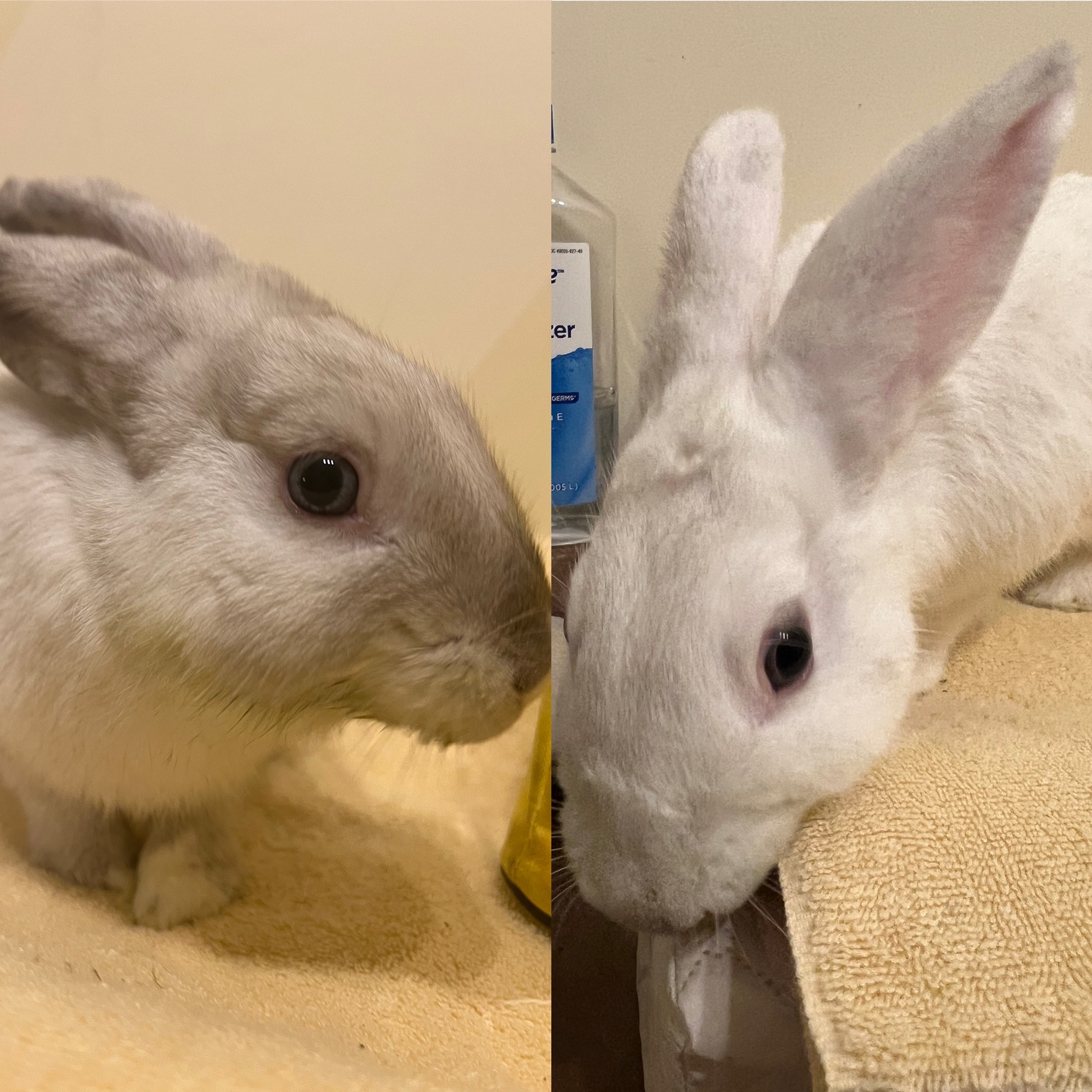 Enlarge Picasso & Rembrandt (bonded brothers), a Adoptable New Zealand in Huntsville, AL image 6/6