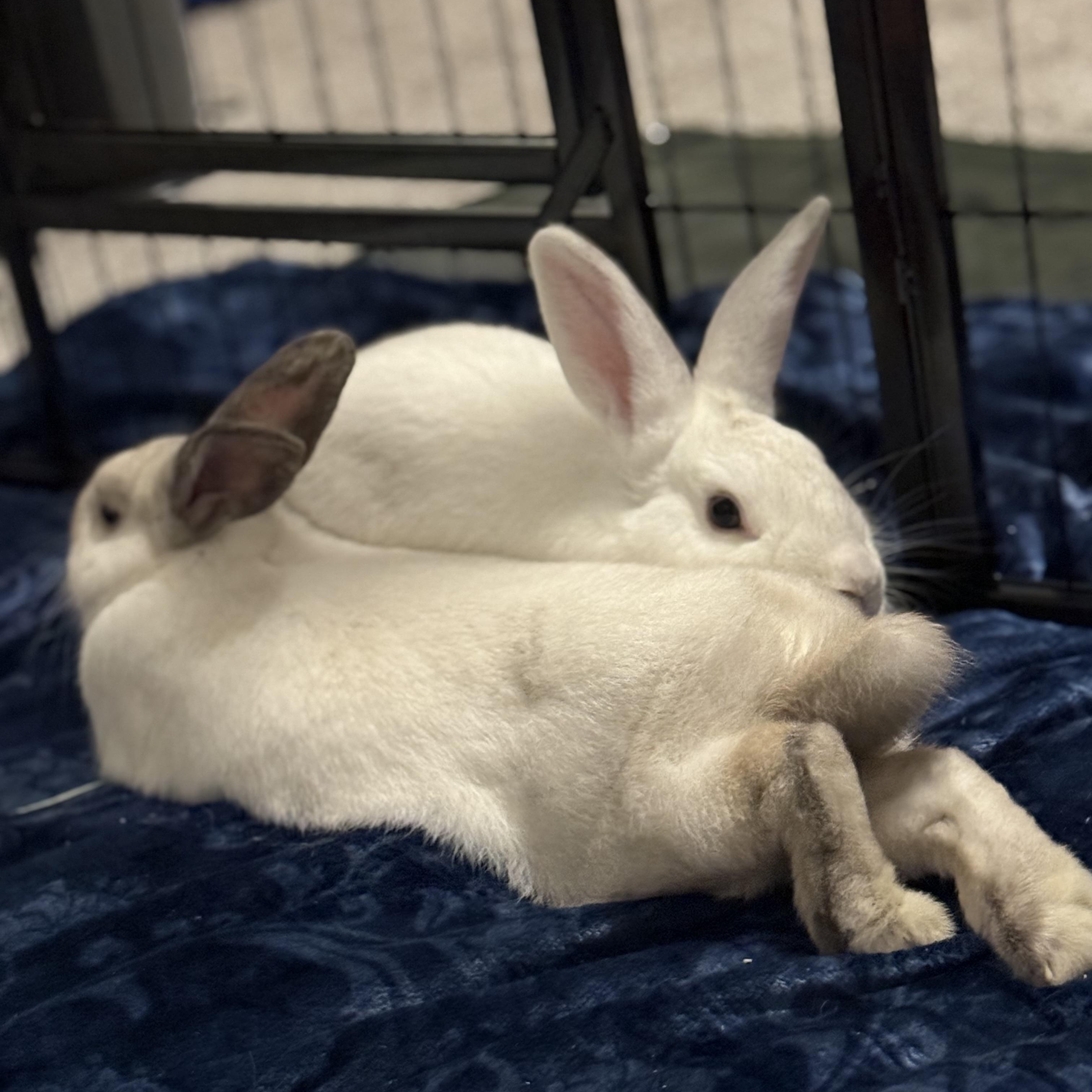 Enlarge Picasso & Rembrandt (bonded brothers), a Adoptable New Zealand in Huntsville, AL image 4/6