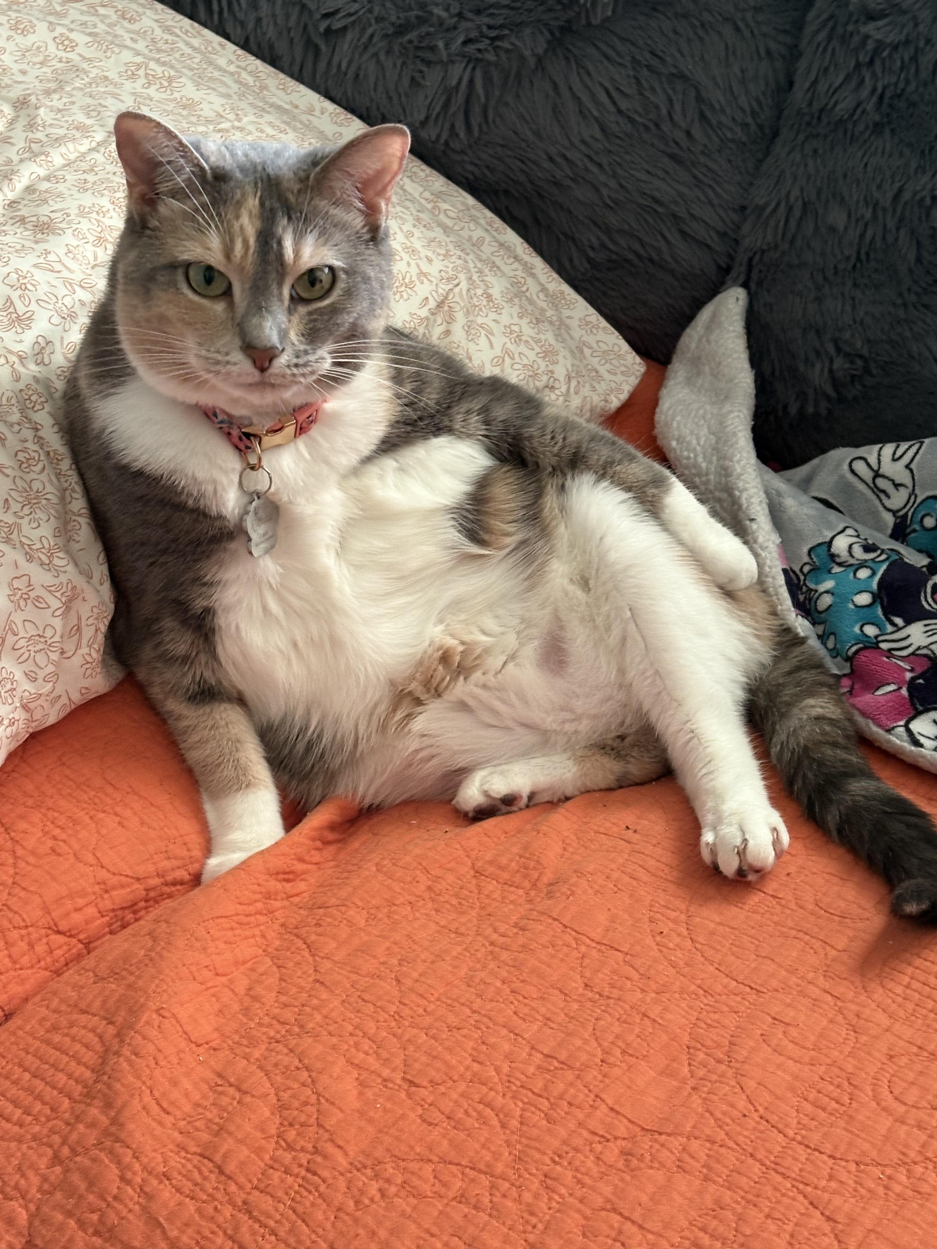 Venus, a Adoptable Domestic Short Hair in Covington, KY image 4/6