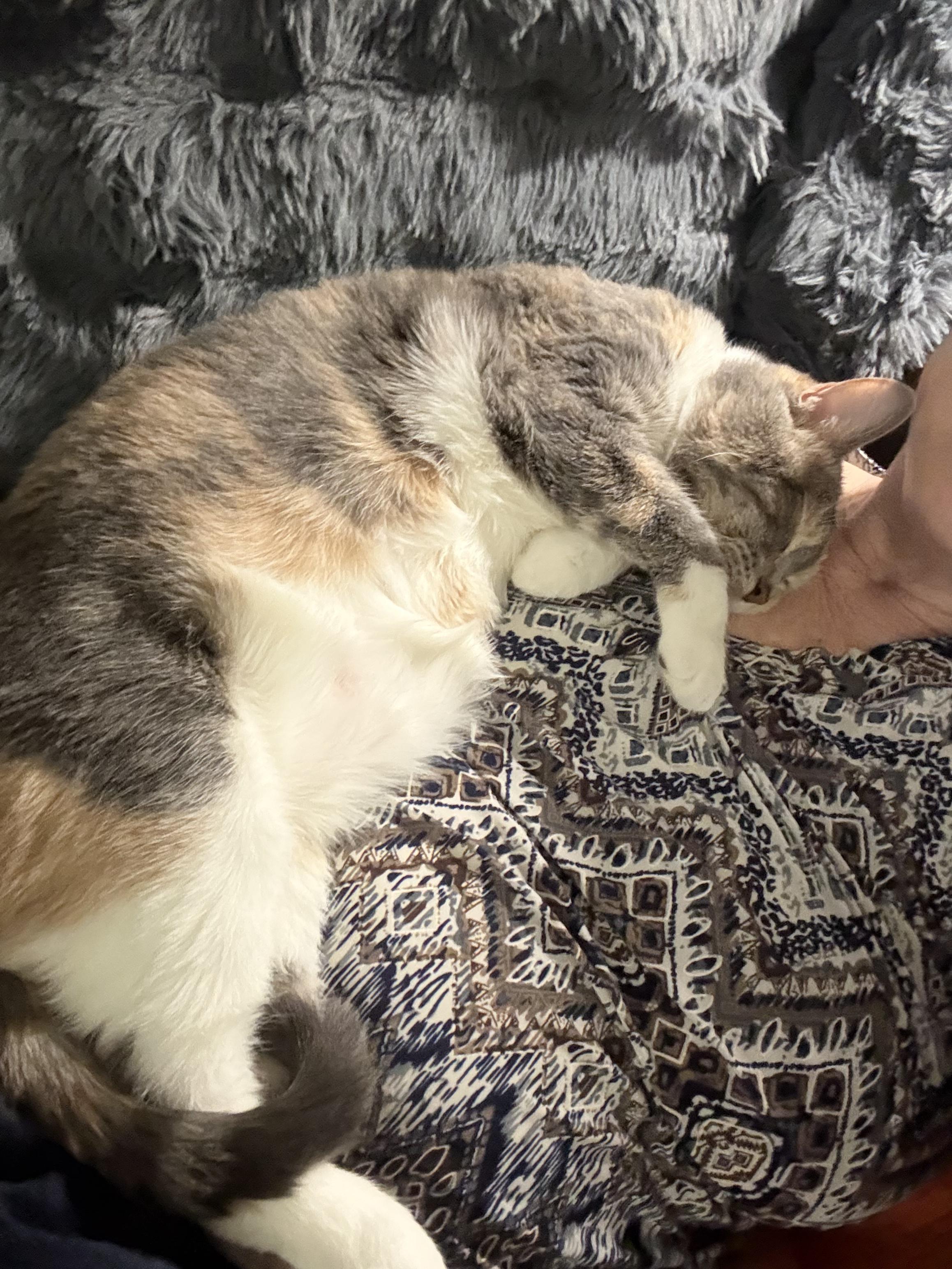 Venus, a Adoptable Domestic Short Hair in Covington, KY image 6/6