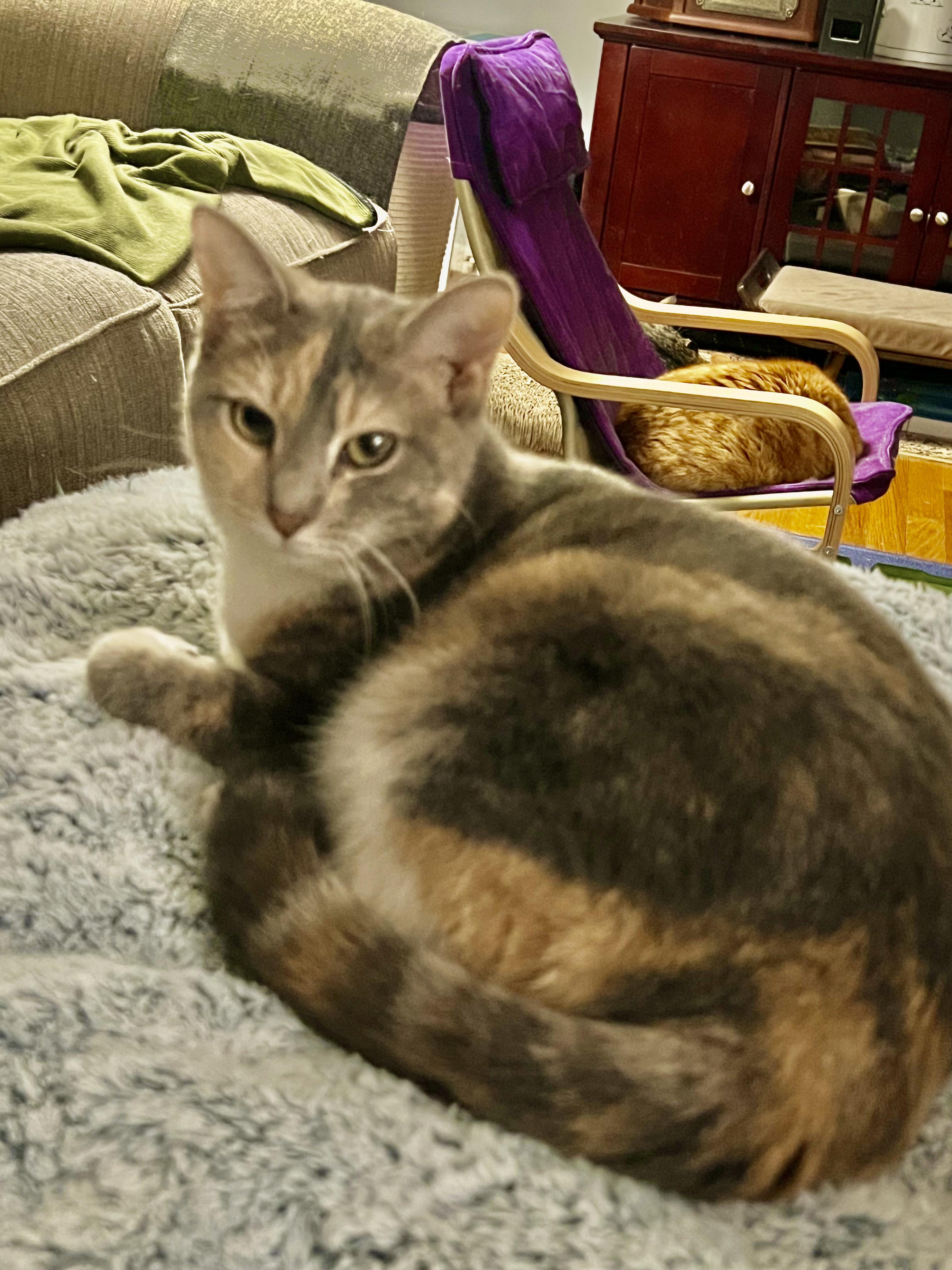 Venus, Adoptable, Adult Female Domestic Short Hair.