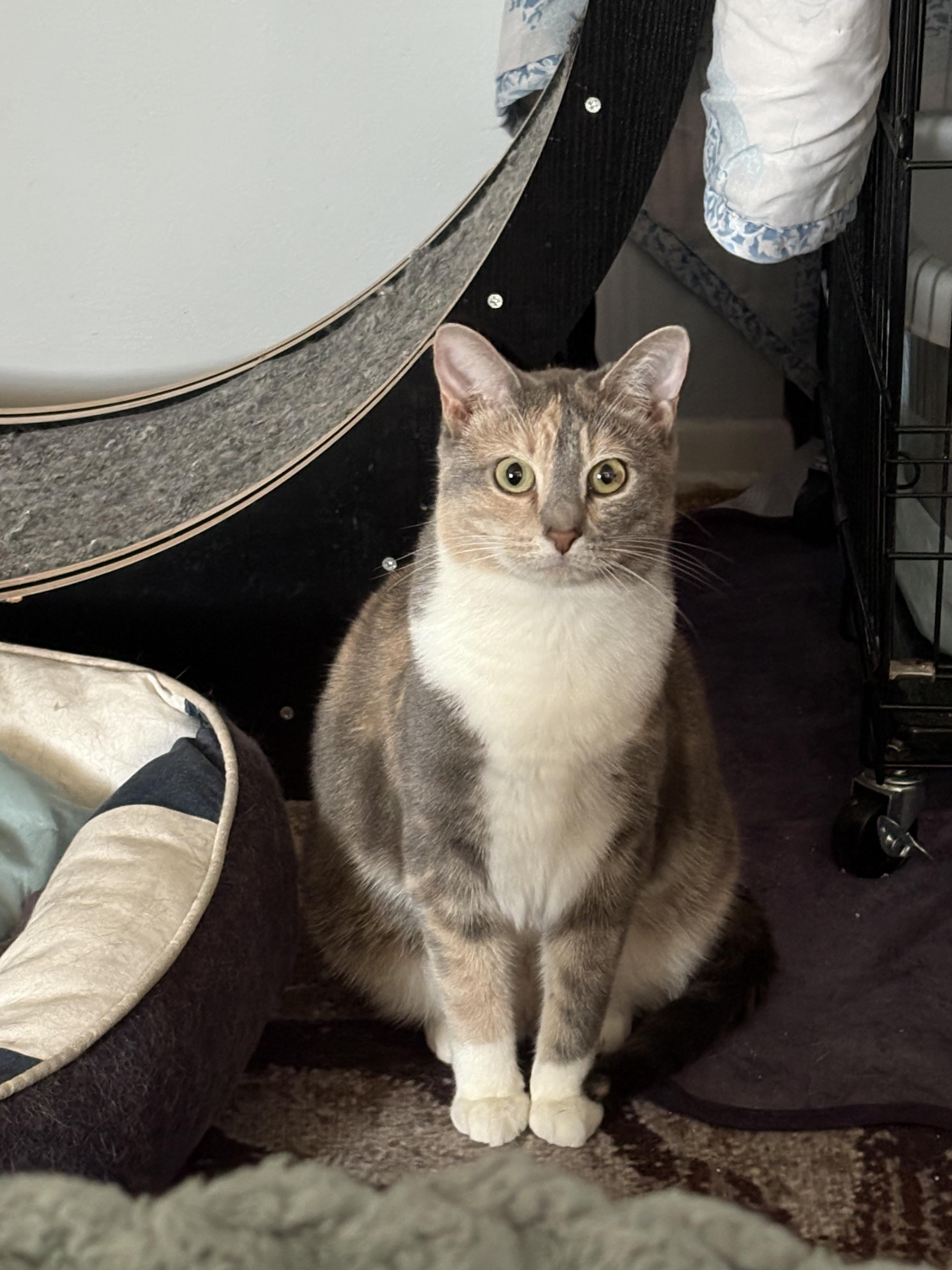 Venus, a Adoptable Domestic Short Hair in Covington, KY image 3/6