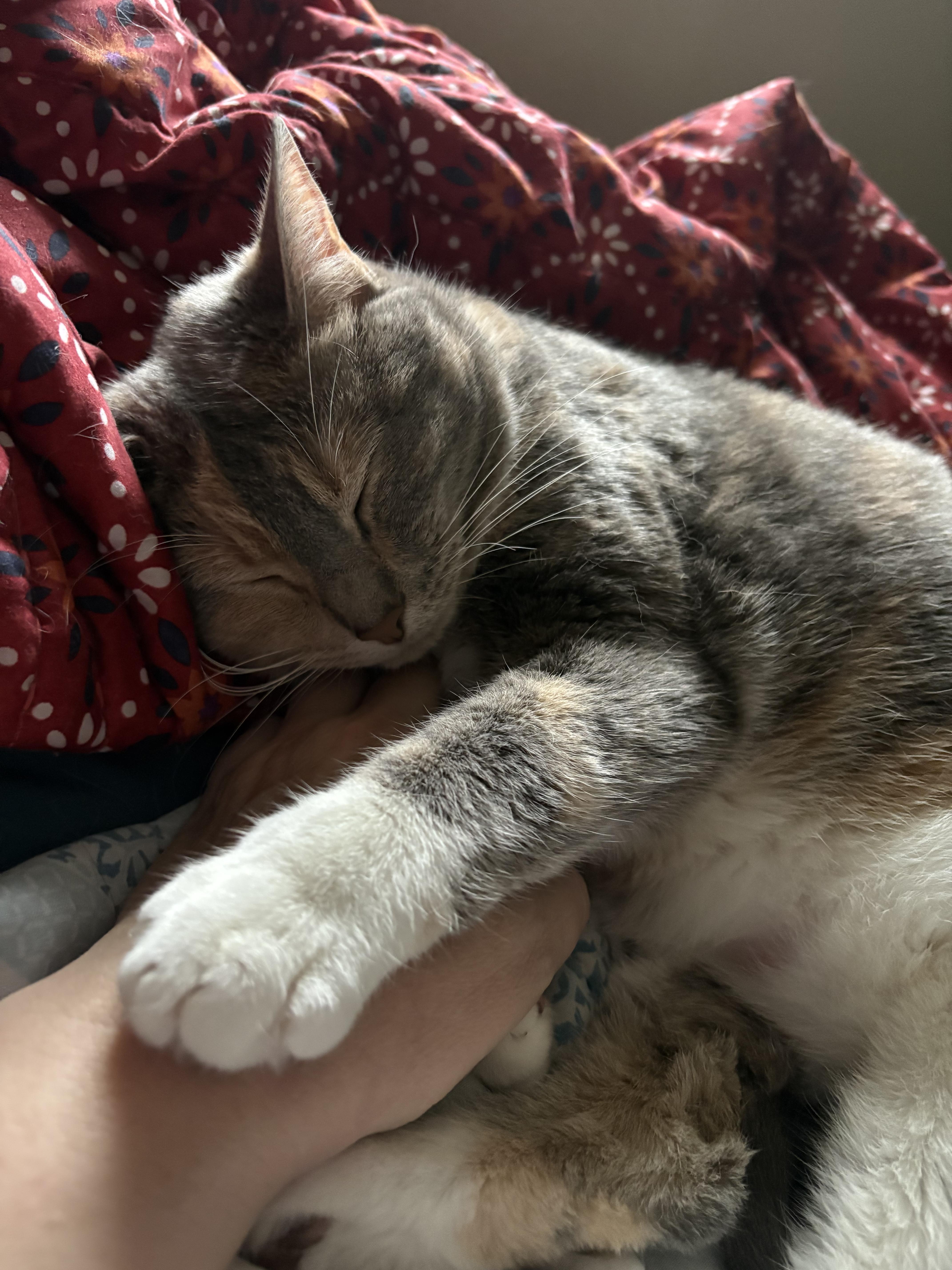 Venus, a Adoptable Domestic Short Hair in Covington, KY image 2/6