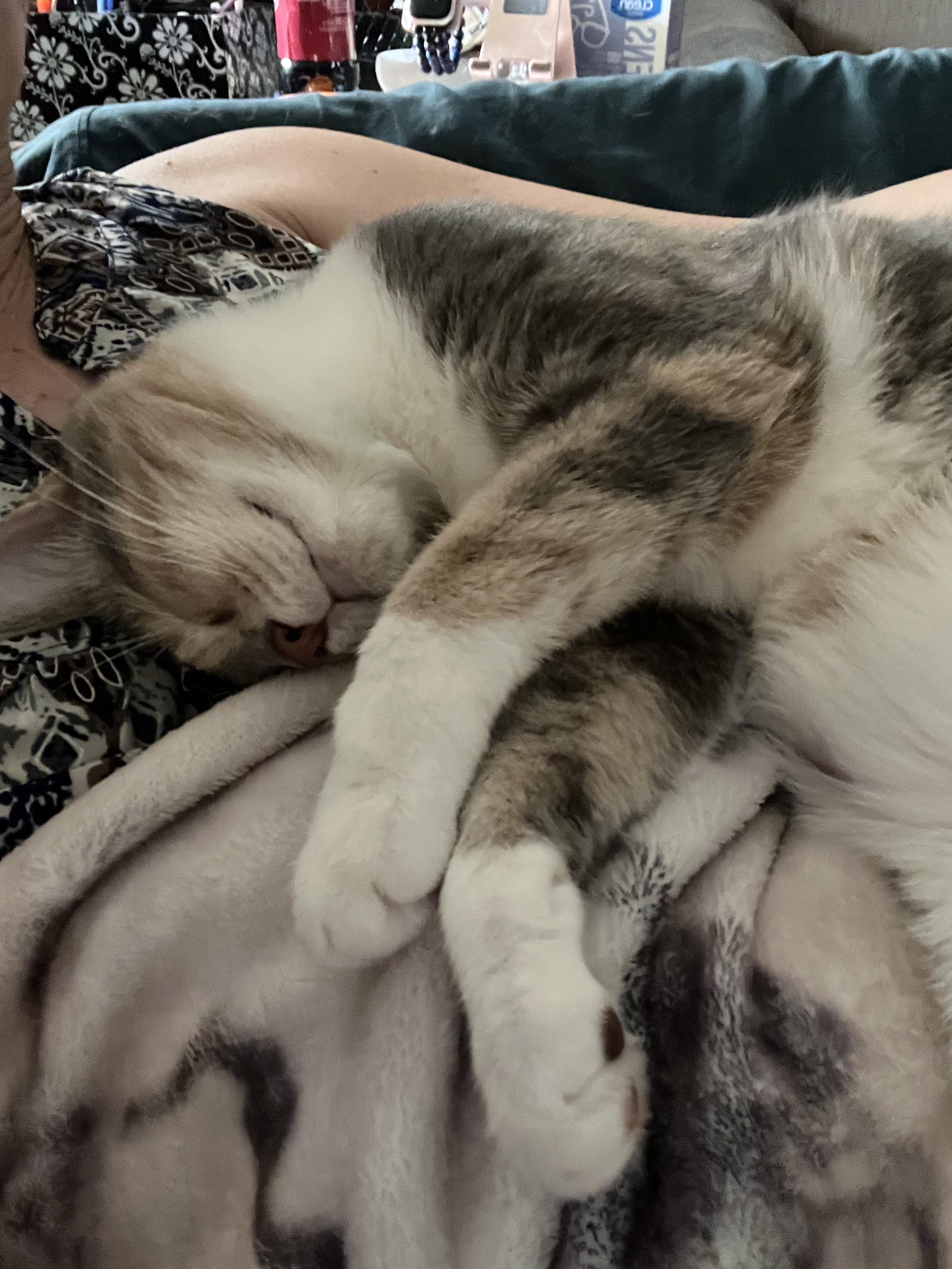 Venus, a Adoptable Domestic Short Hair in Covington, KY image 5/6