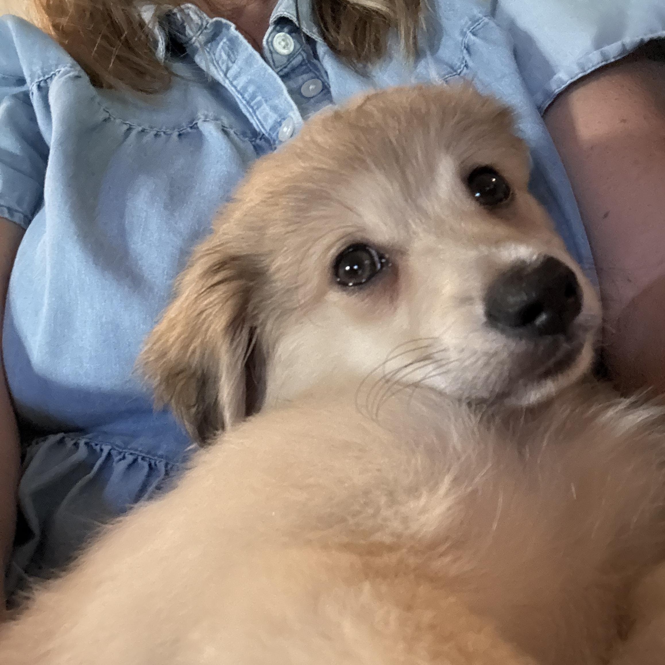 Nova, adopted, Puppy Male Terrier.