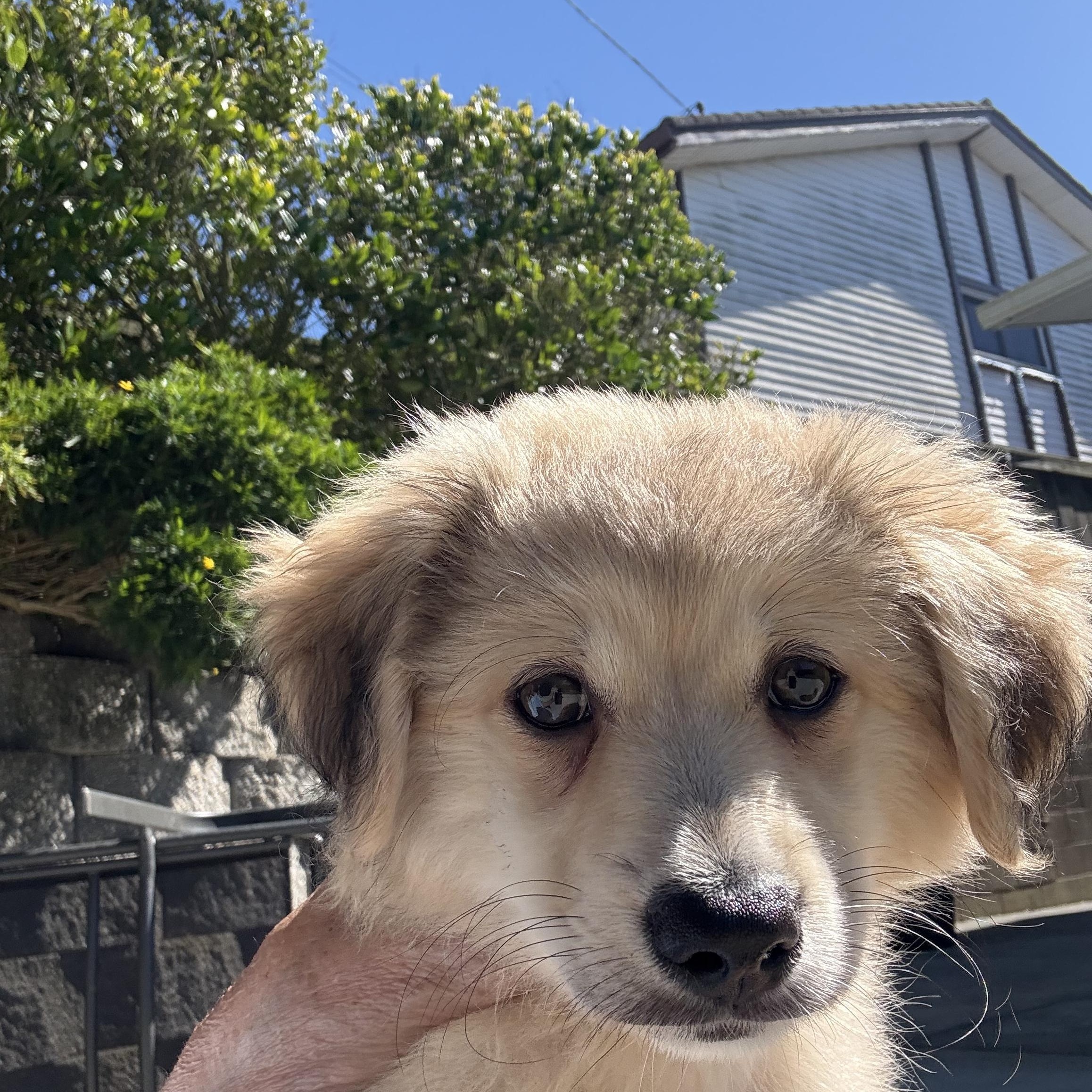 Nova, an adopted mixed breed in South San Francisco, CA image 2/4