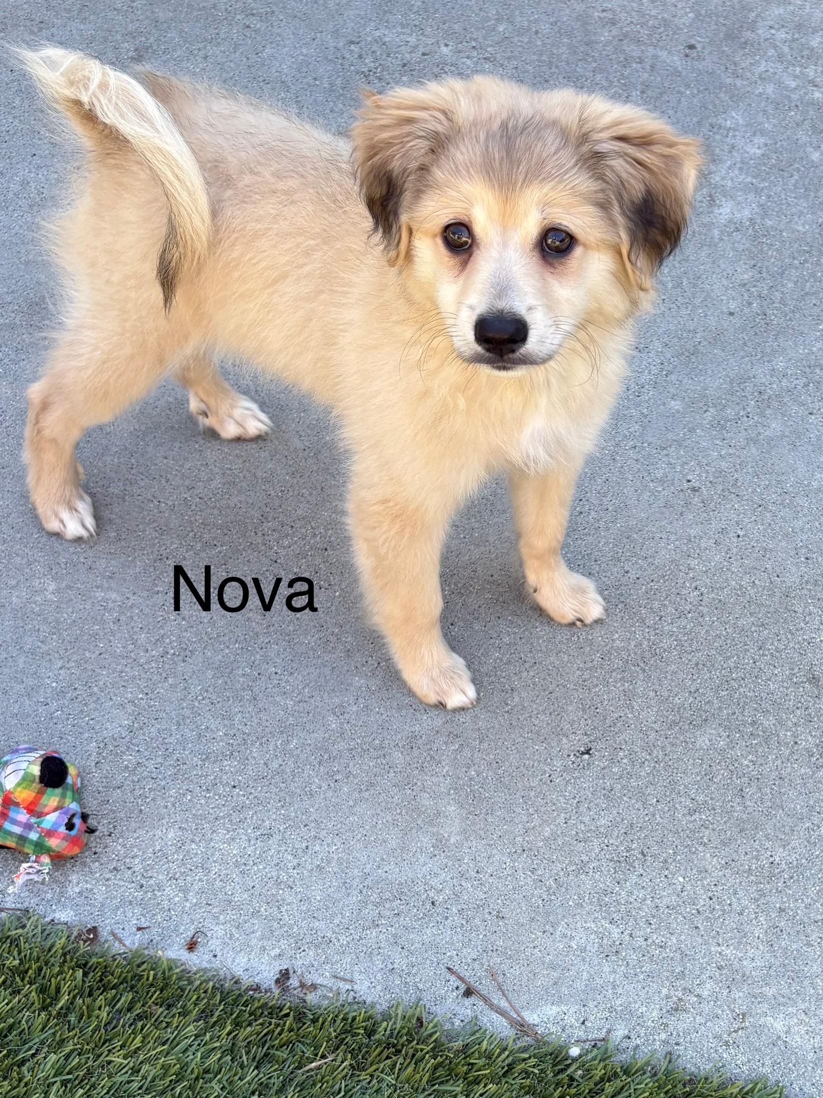 Nova, an adopted mixed breed in South San Francisco, CA image 3/4