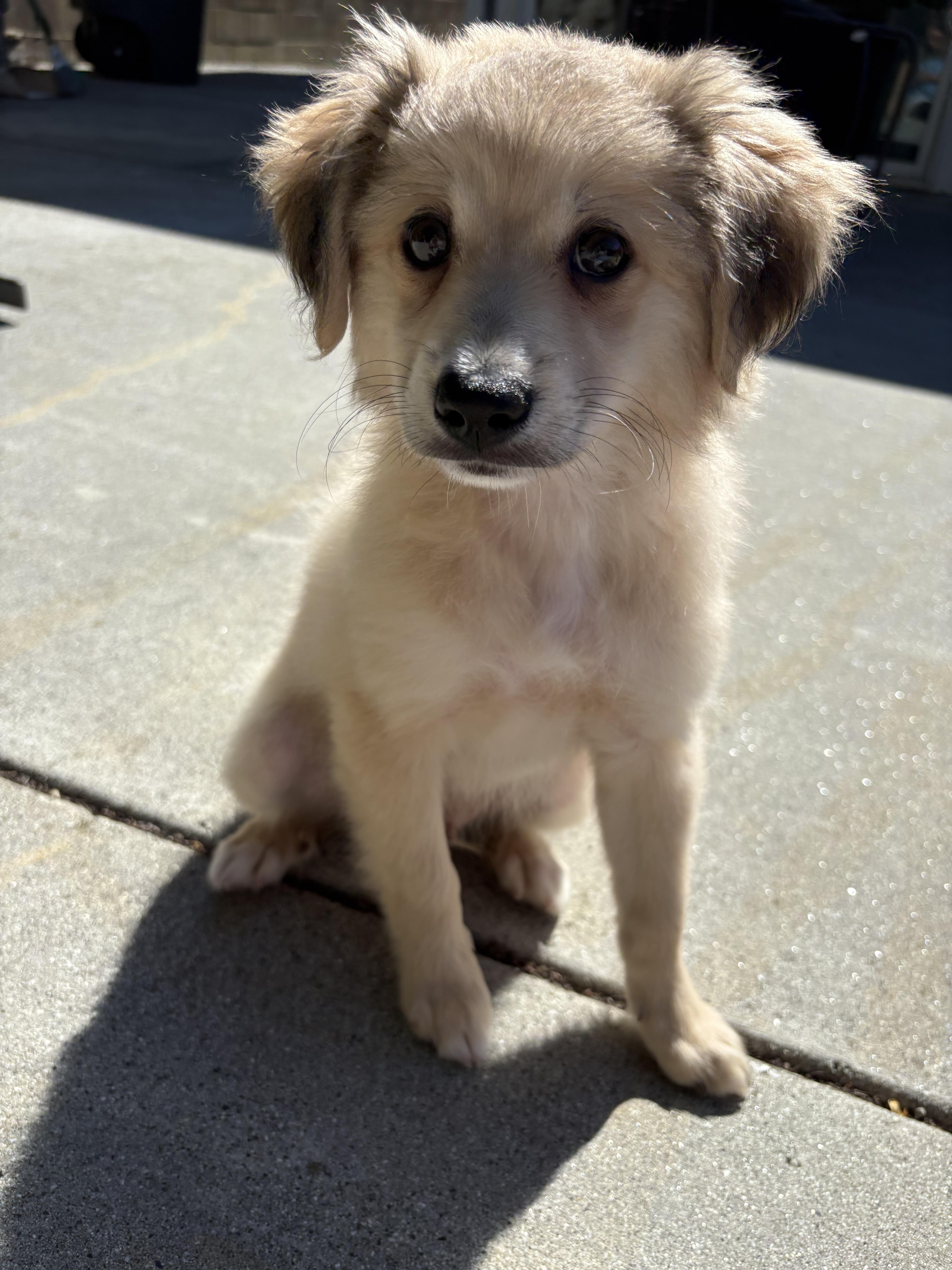 Nova, an adopted mixed breed in South San Francisco, CA image 4/4