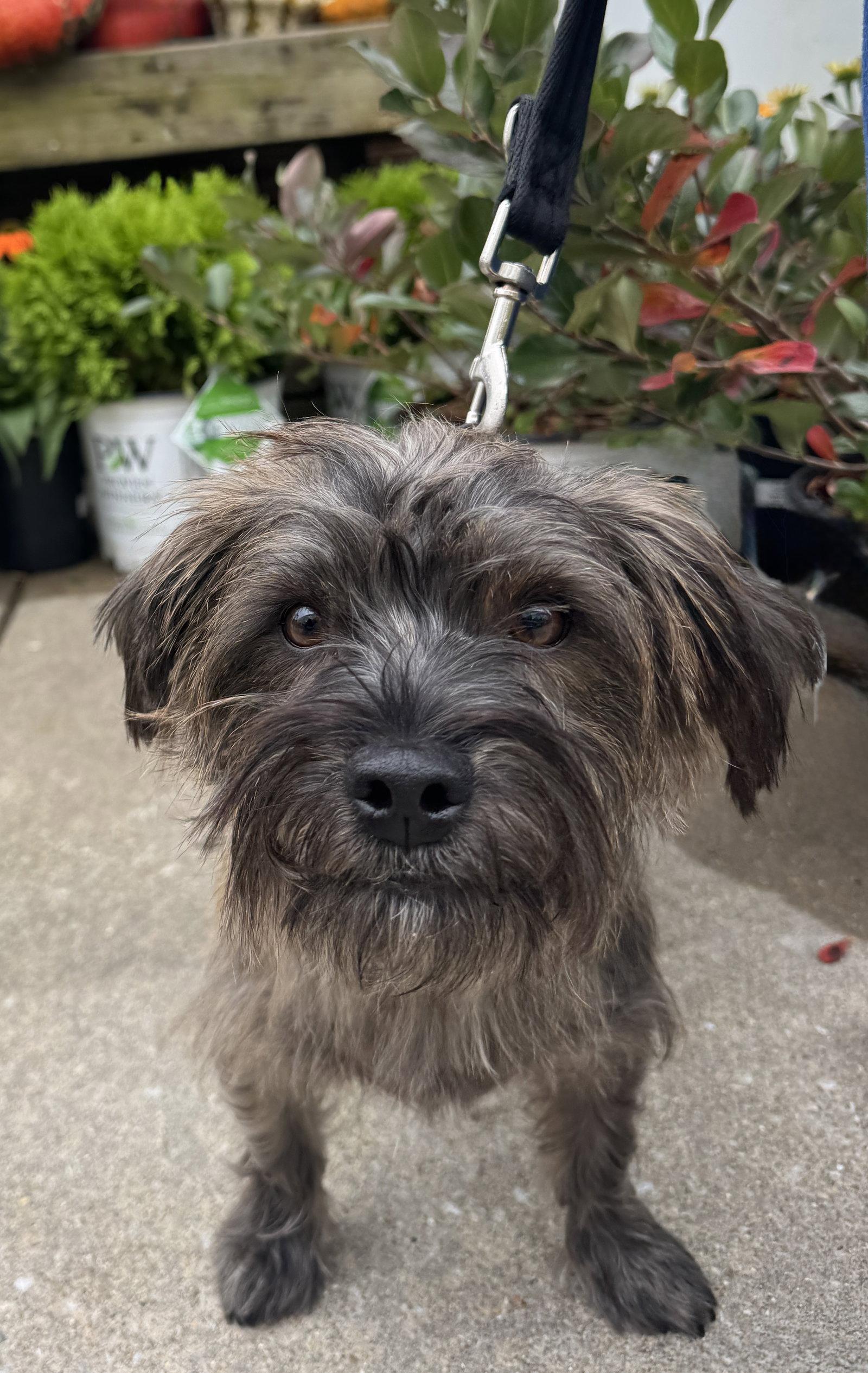Enlarge Hair Gel, a Adoptable Cairn Terrier in Columbia, MD image 1/3
