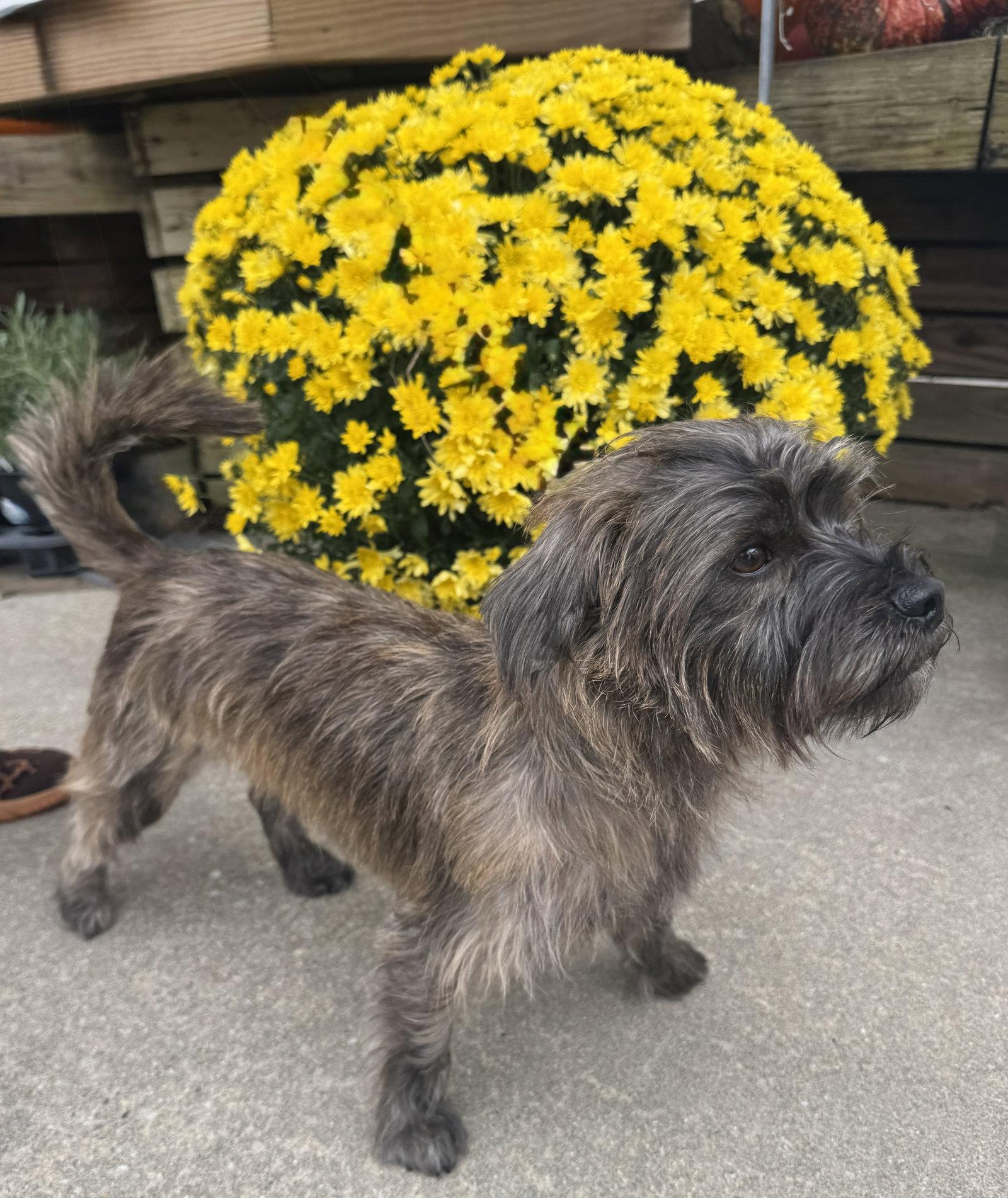 Enlarge Hair Gel, a Adoptable Cairn Terrier in Columbia, MD image 2/3