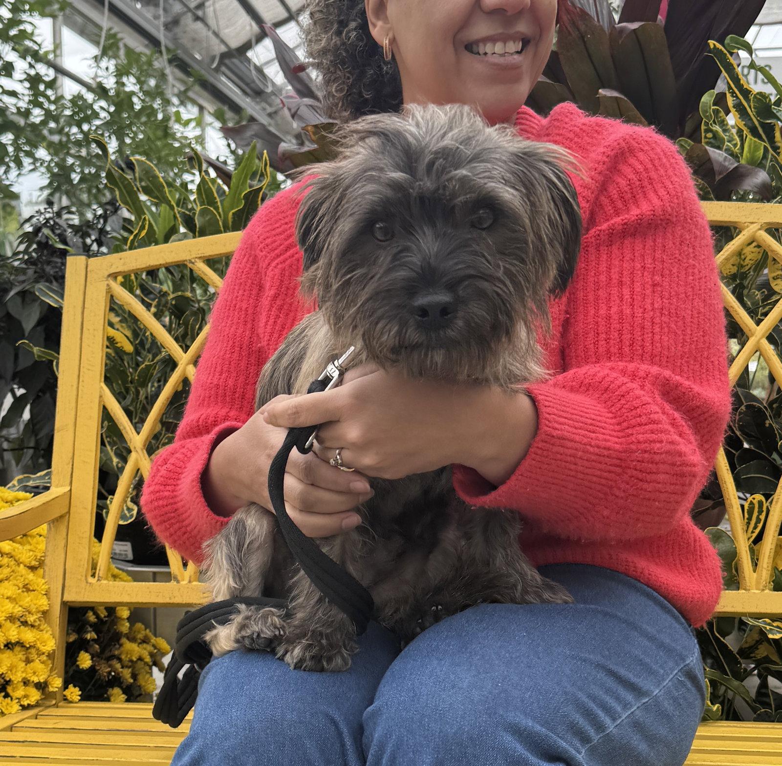 Enlarge Hair Gel, a Adoptable Cairn Terrier in Columbia, MD image 3/3