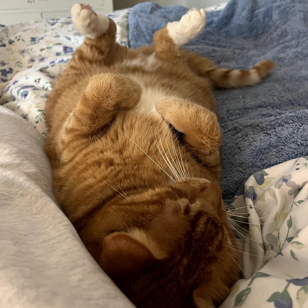 Kronk, a Adoptable Domestic Short Hair in St. Paul, MN image 1/6