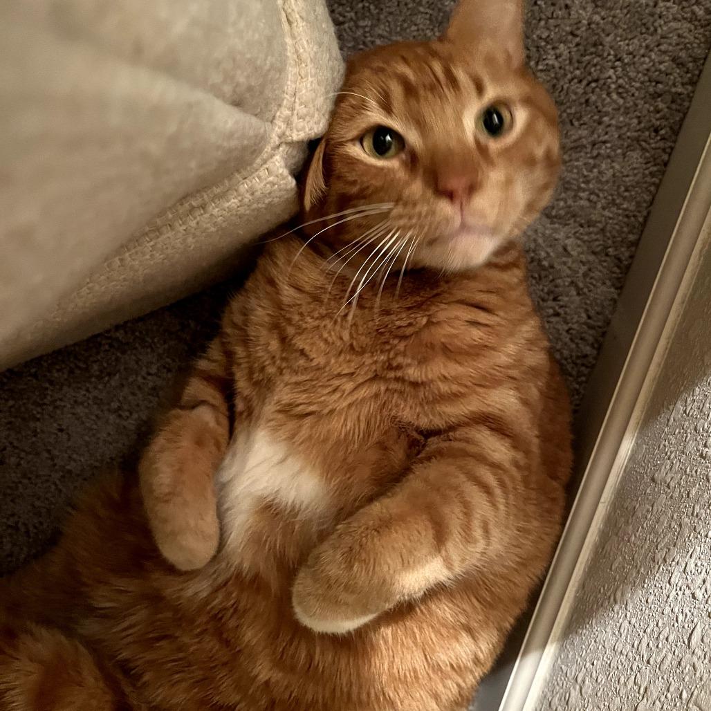 Kronk, a Adoptable Domestic Short Hair in St. Paul, MN image 2/6