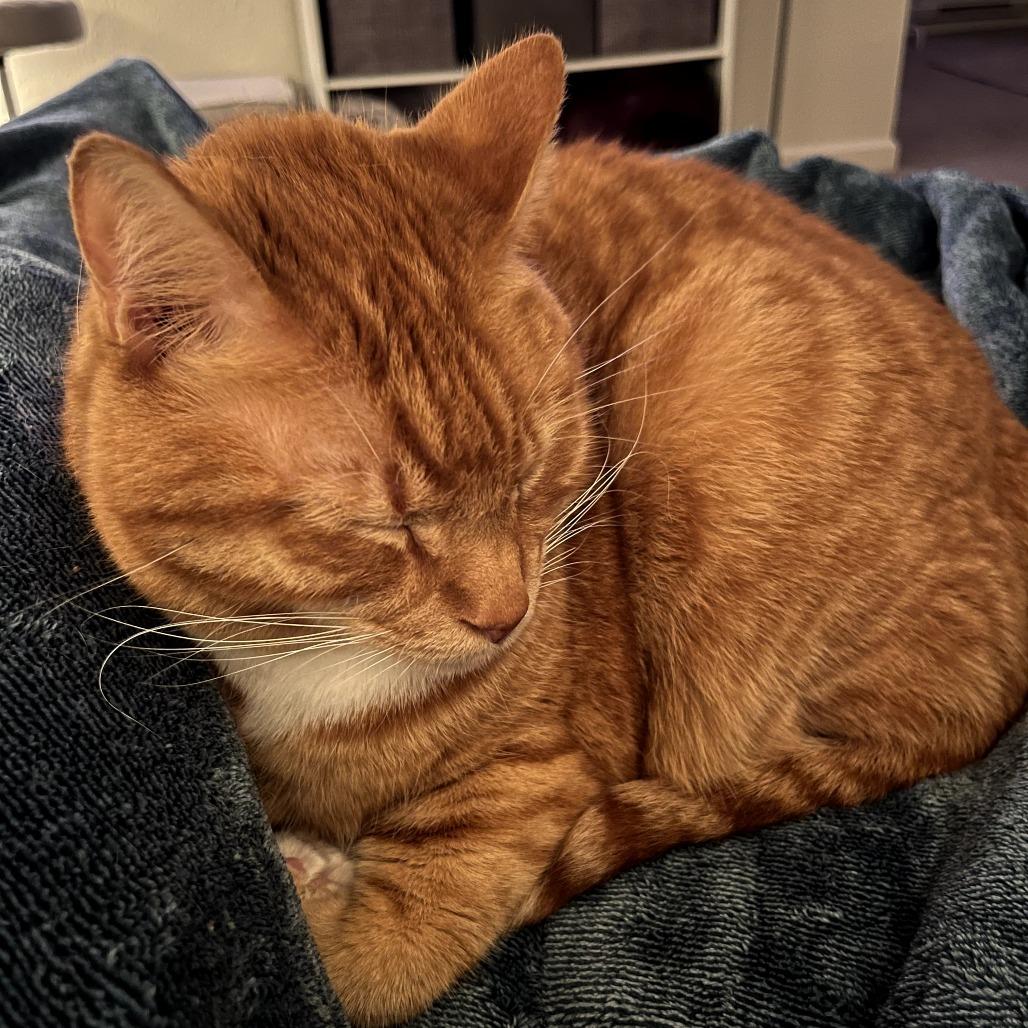 Kronk, a Adoptable Domestic Short Hair in St. Paul, MN image 3/6