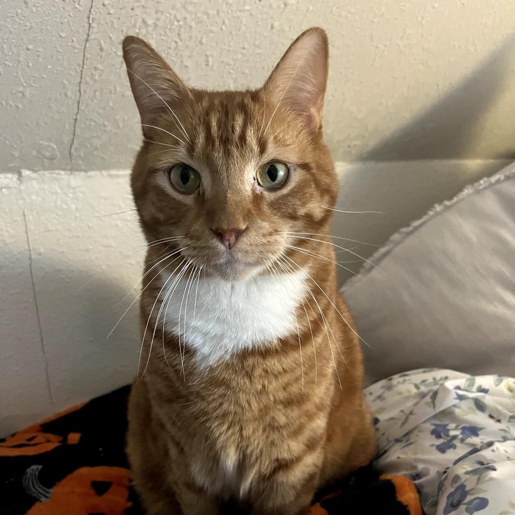 Kronk, a Adoptable Domestic Short Hair in St. Paul, MN image 4/6